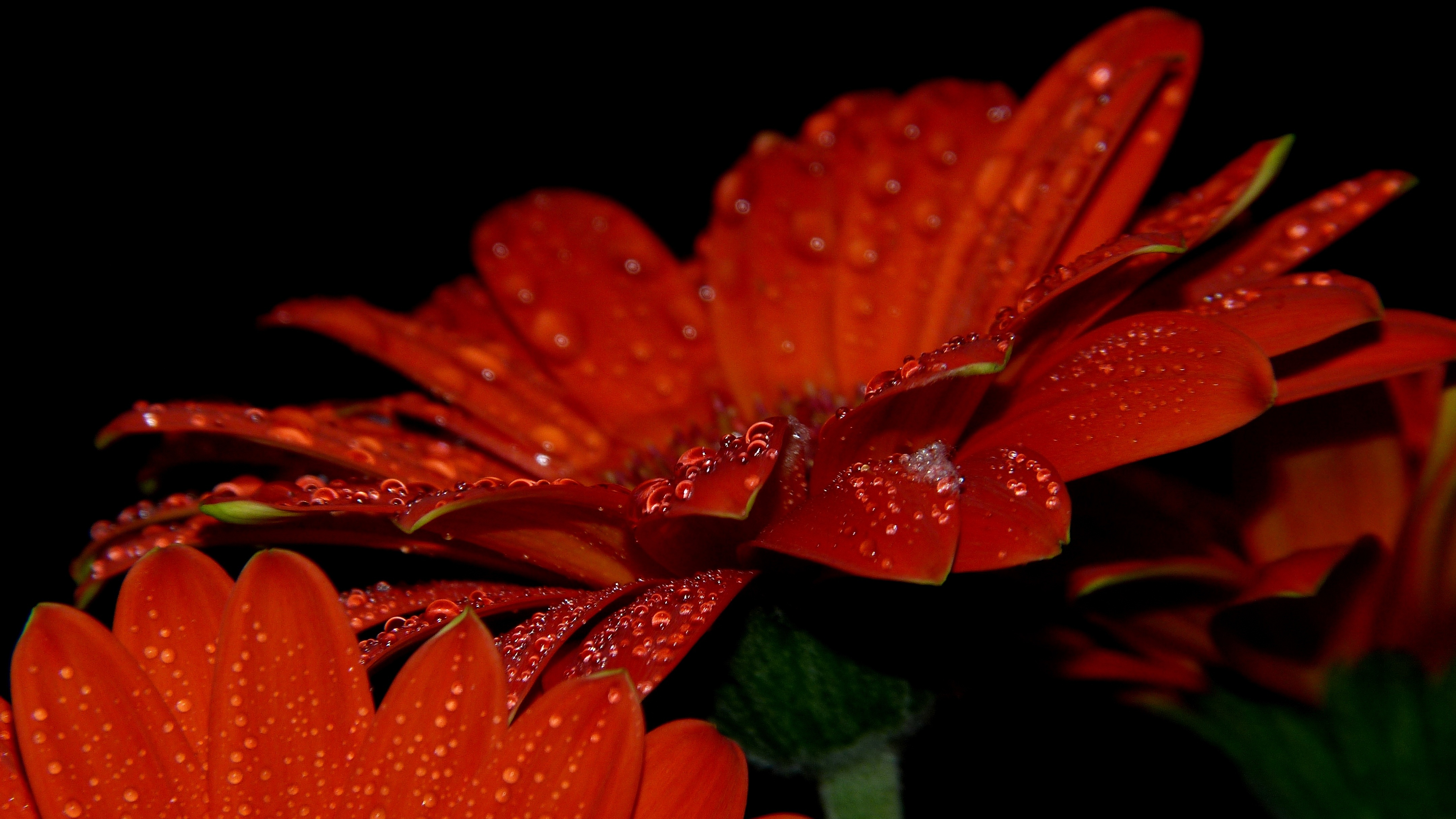 Nature Flower Plant free image download