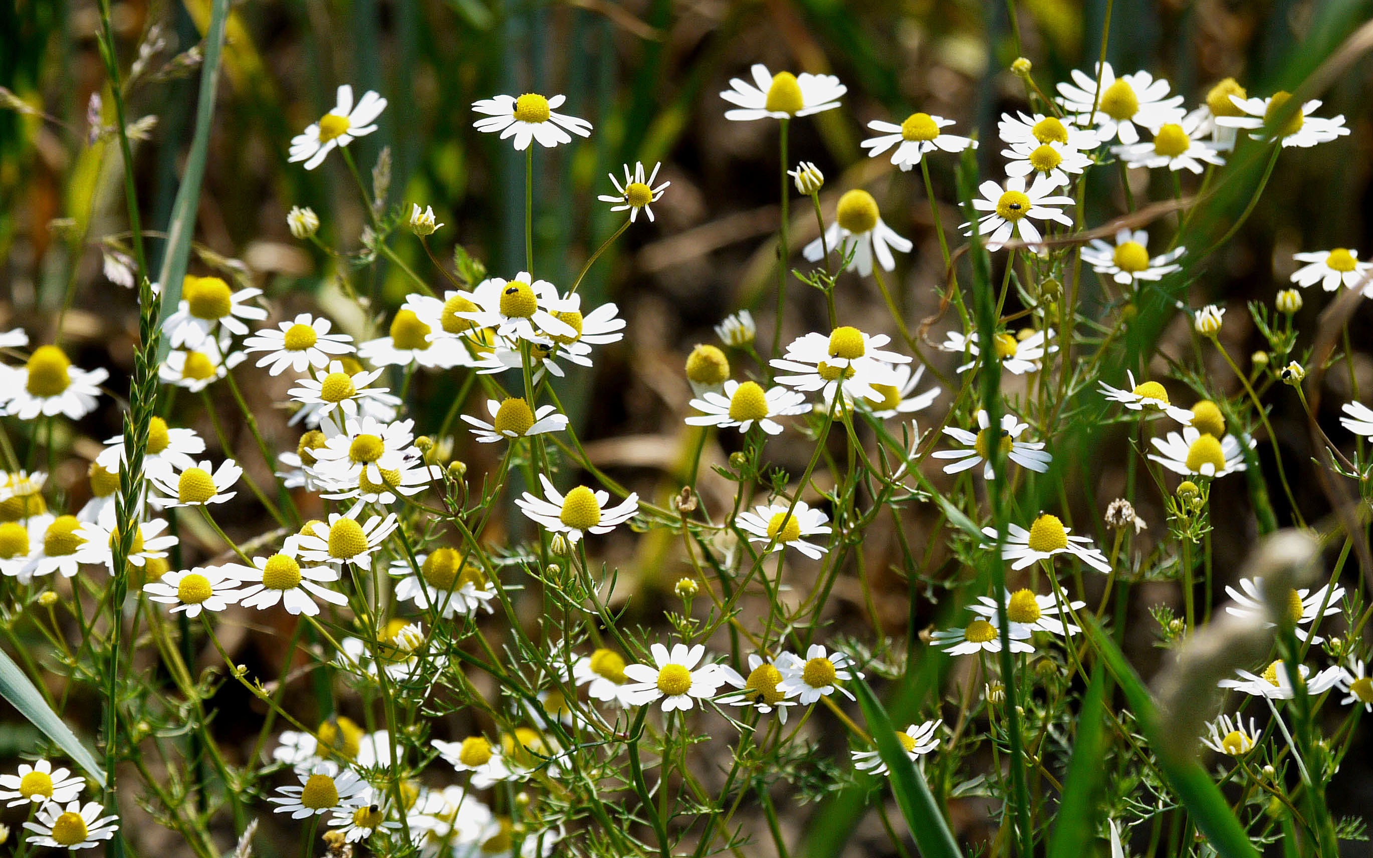 Wild daisies in the field free image download