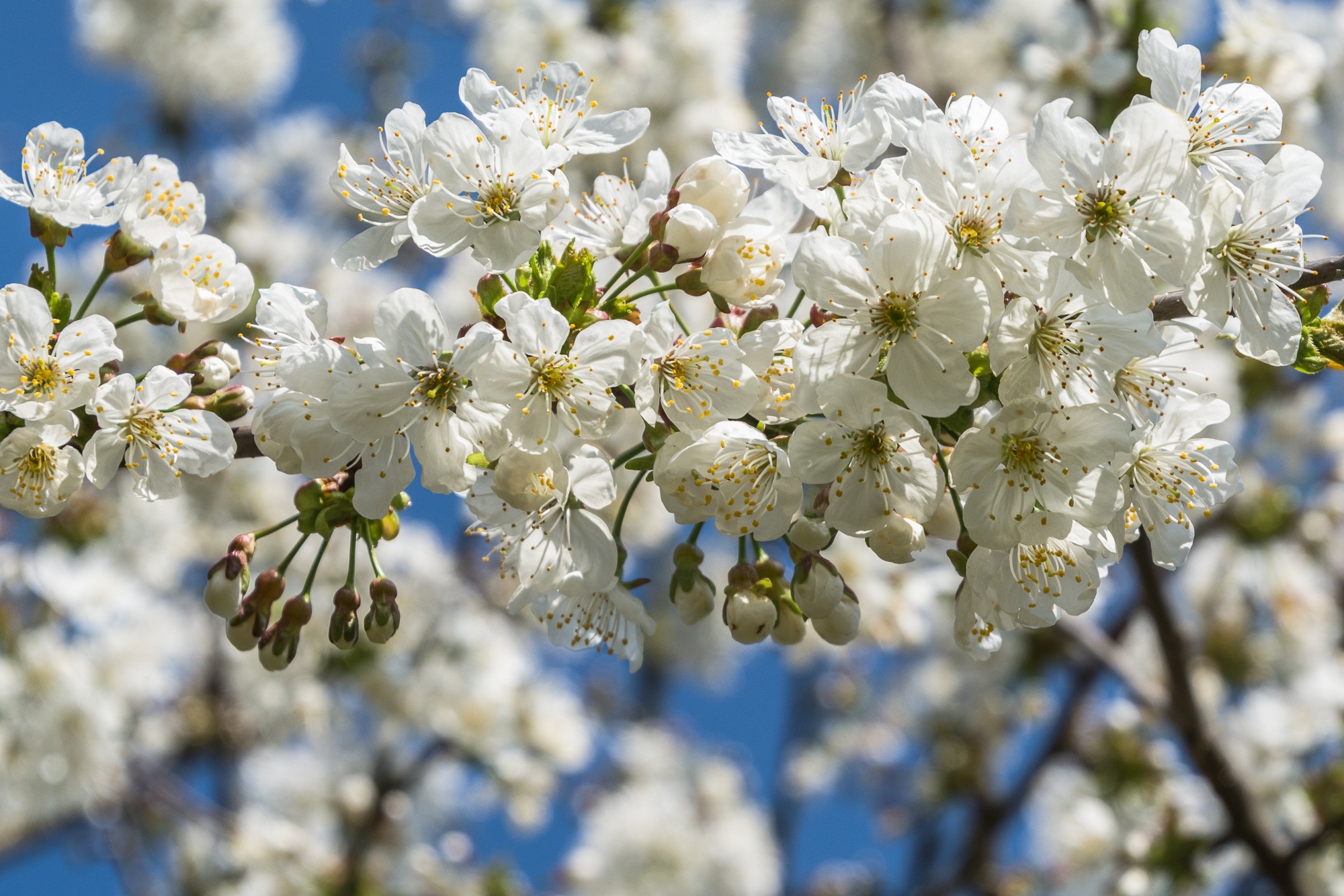 Cherry Blossoms White free image download