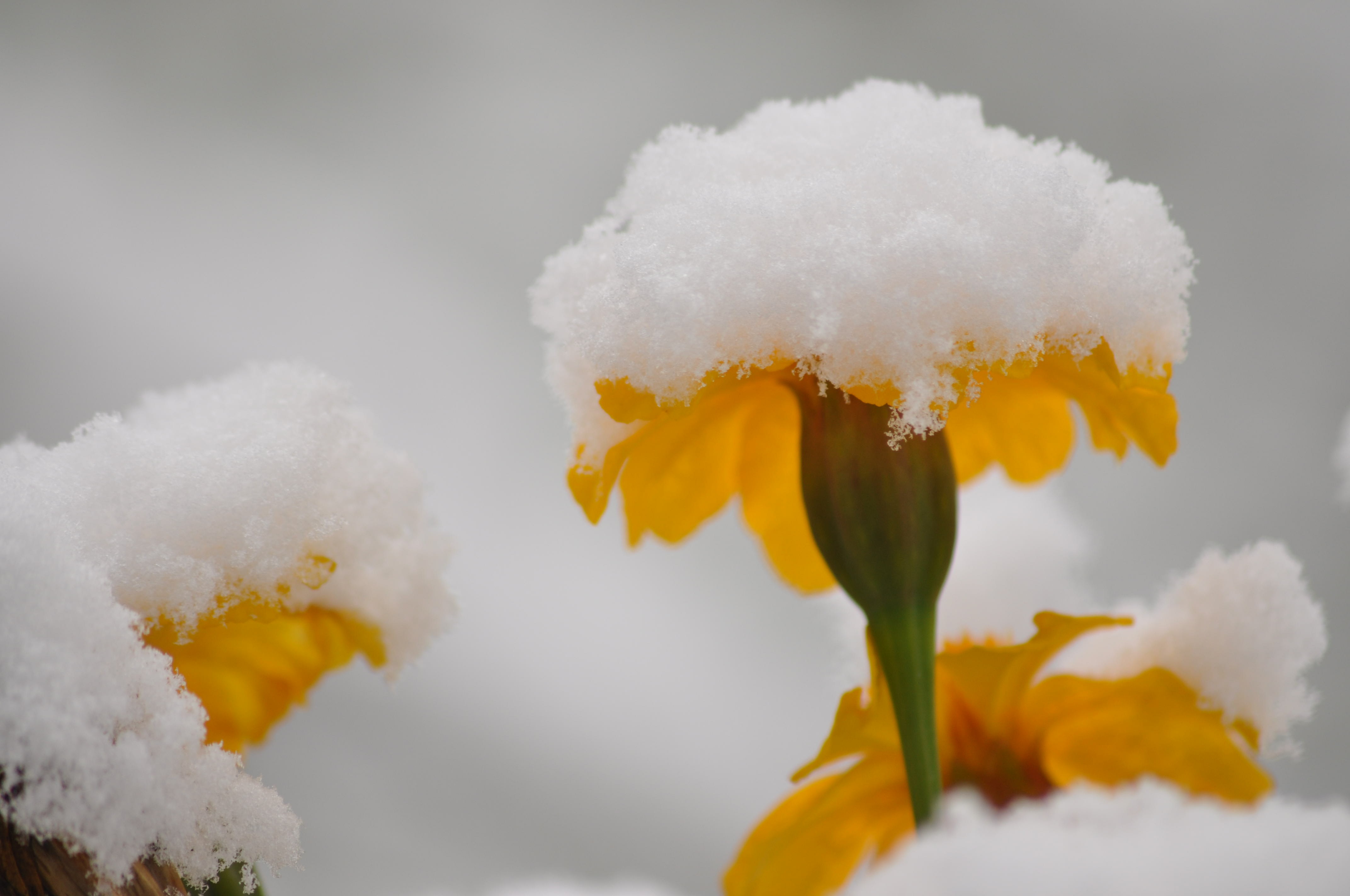 Flowers Snow Summer free image download