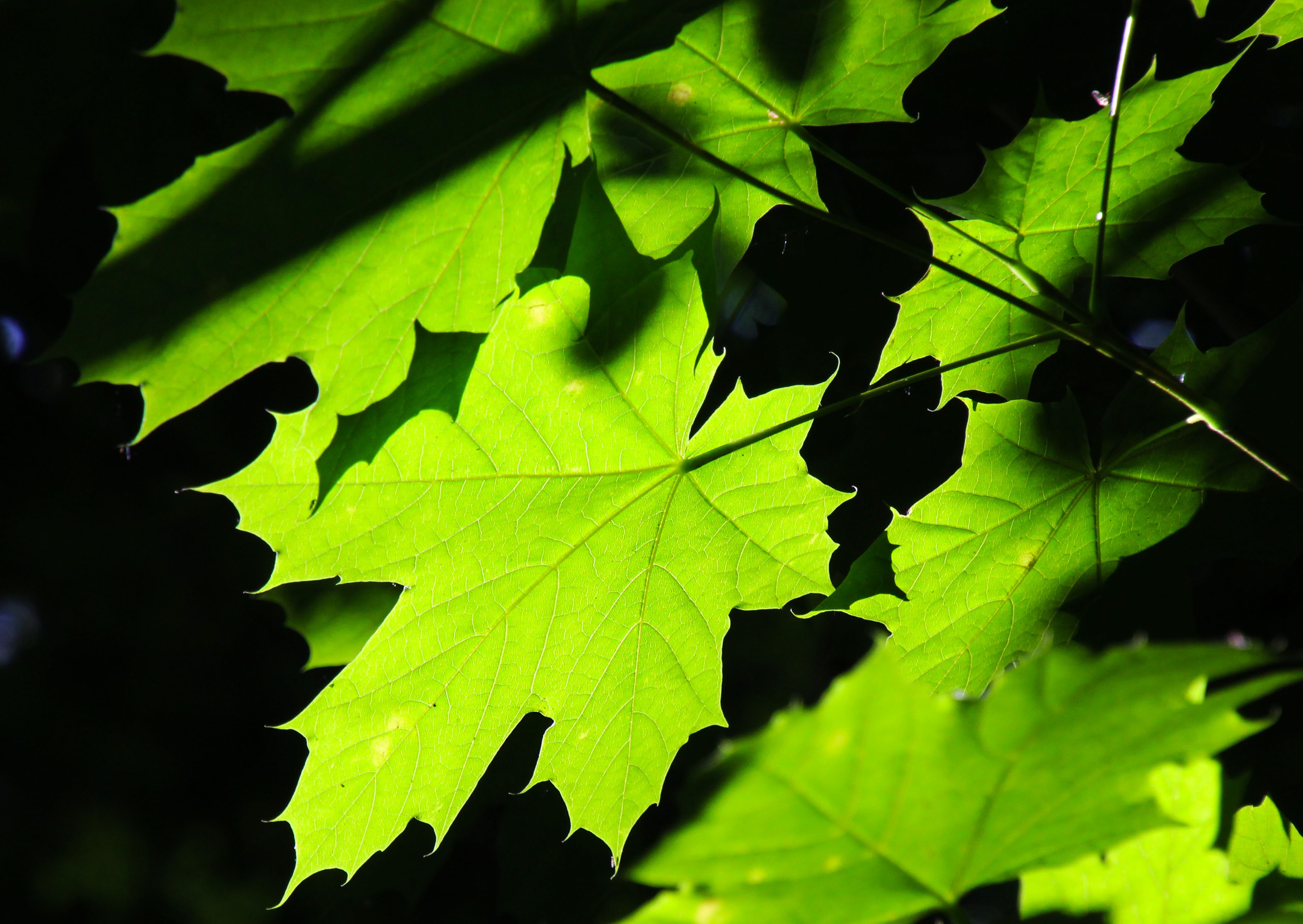 Green Leaves Wood free image download