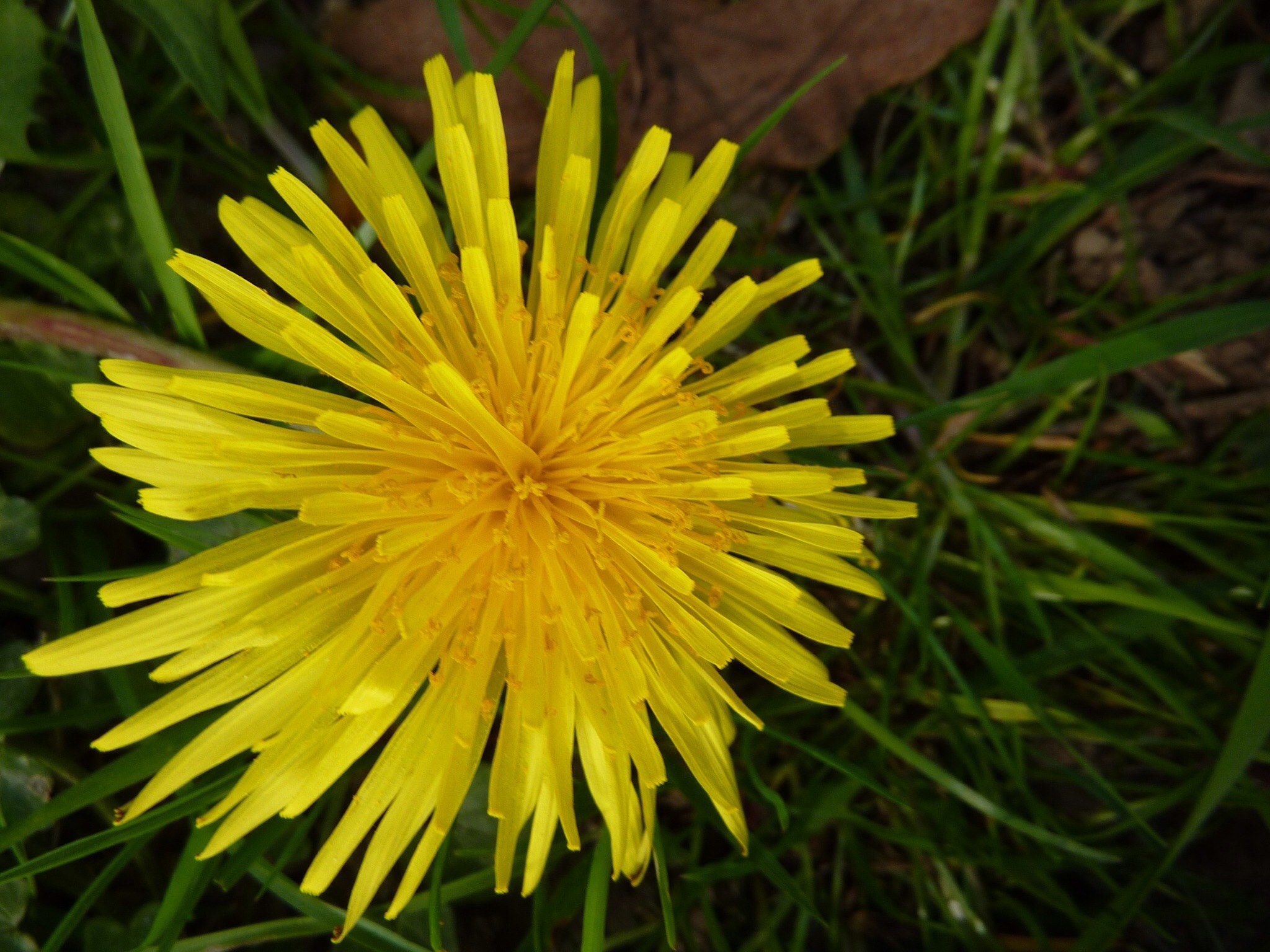 Flower Yellow Spring free image download