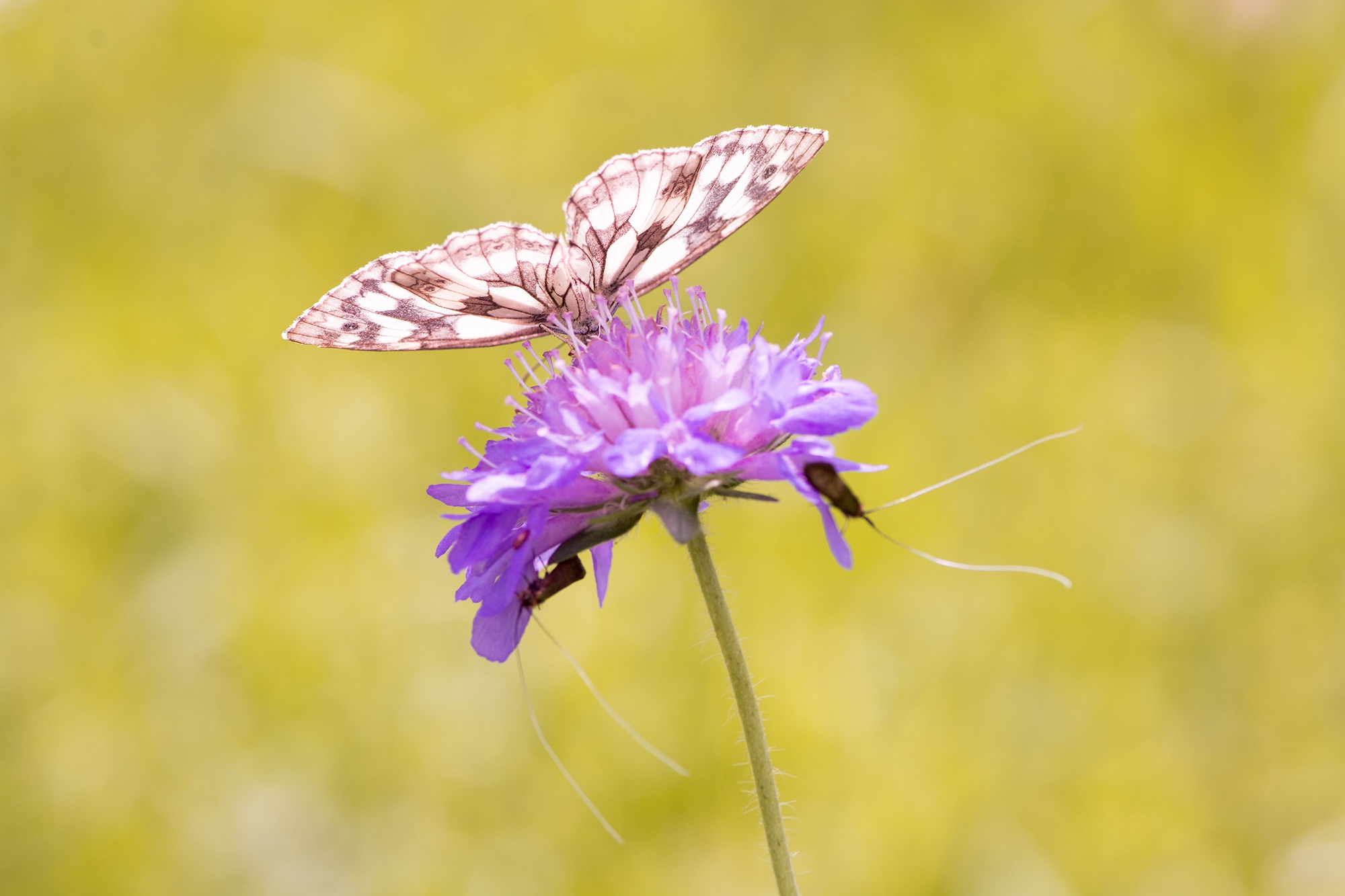 A pink butterfly on a flower in the garden free image download