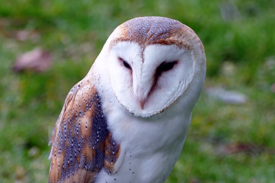 Bird Barn Owl free image download