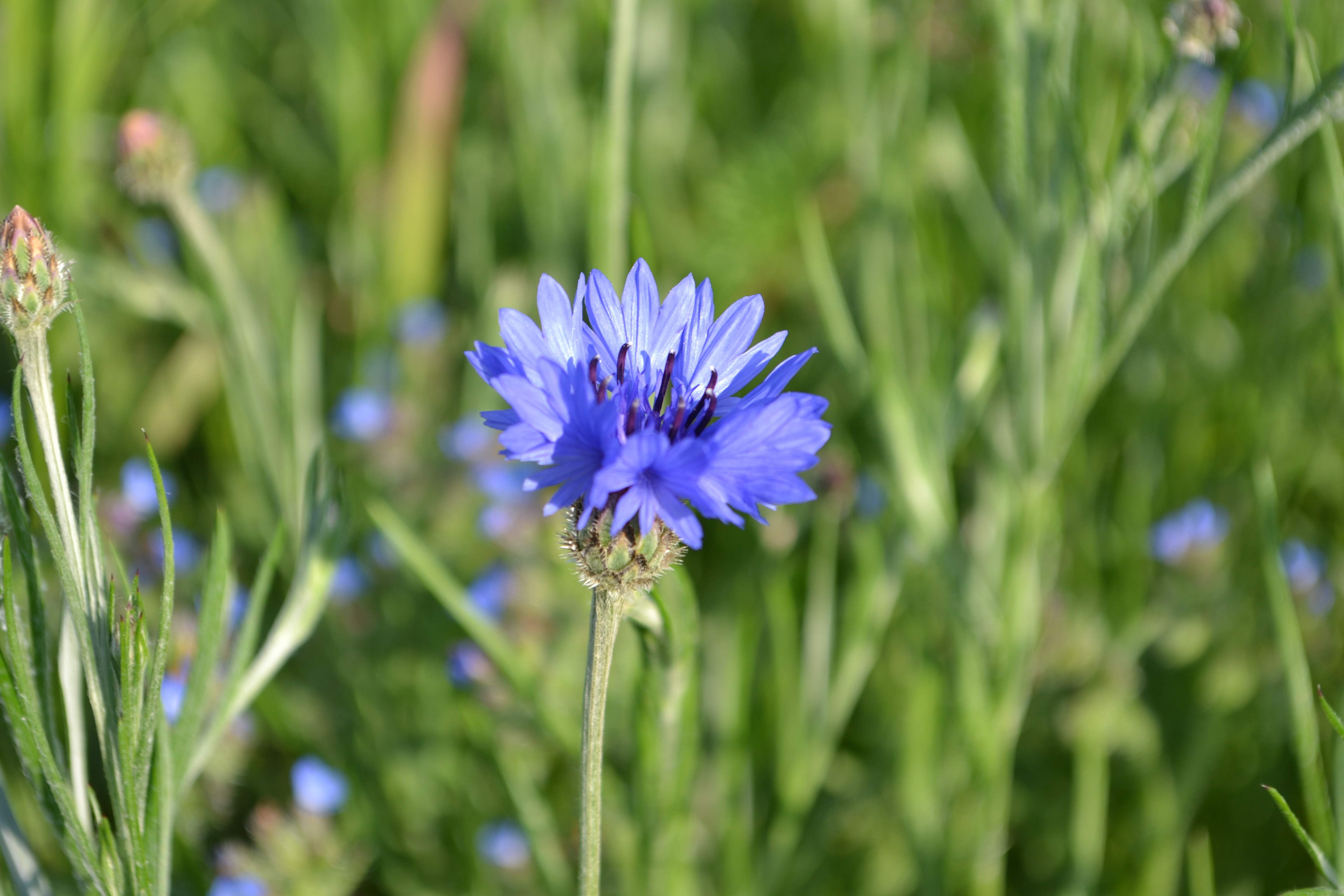 Cornflower Meadow Blue free image download