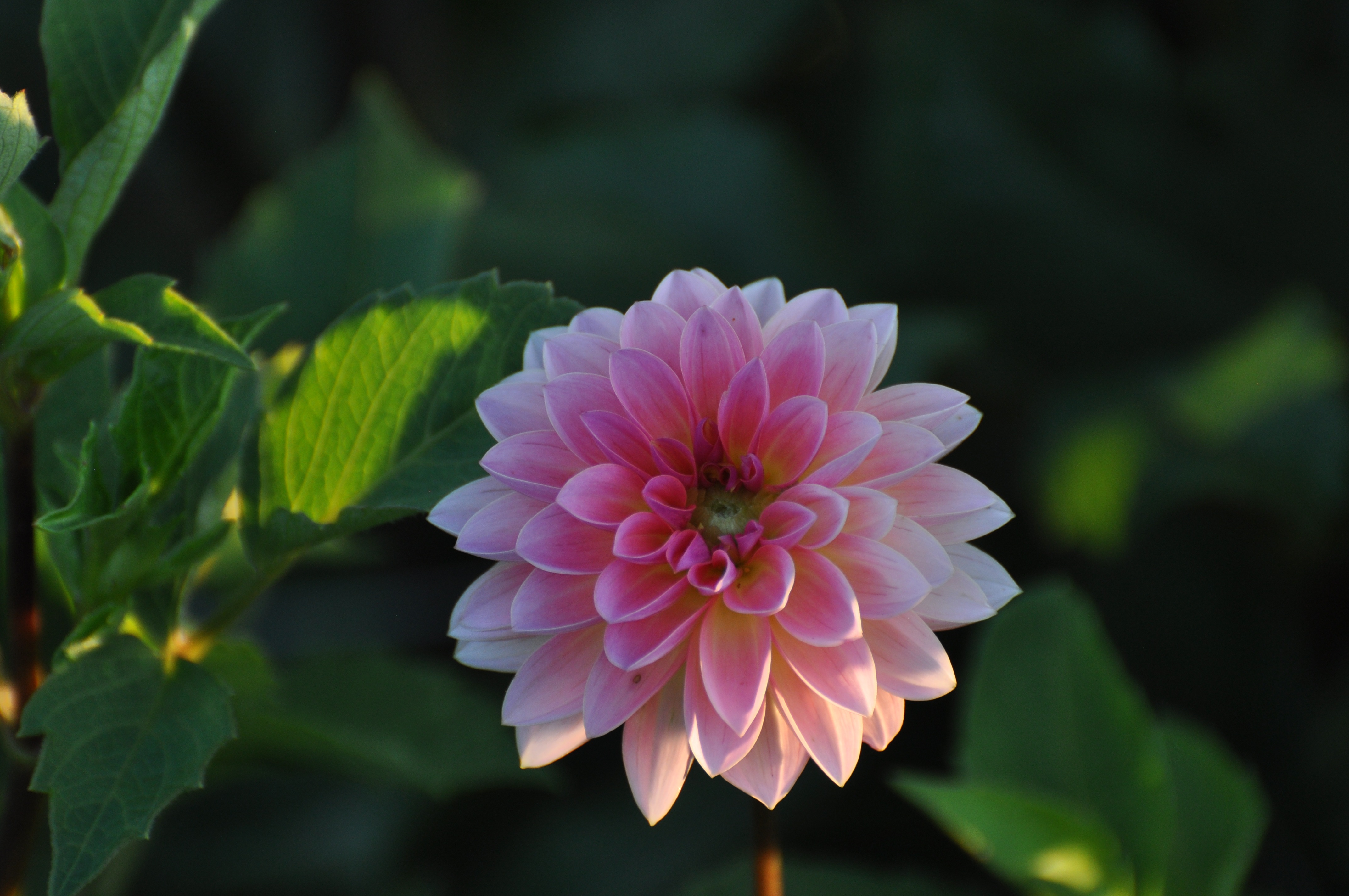 Pink Flower Bloom free image download
