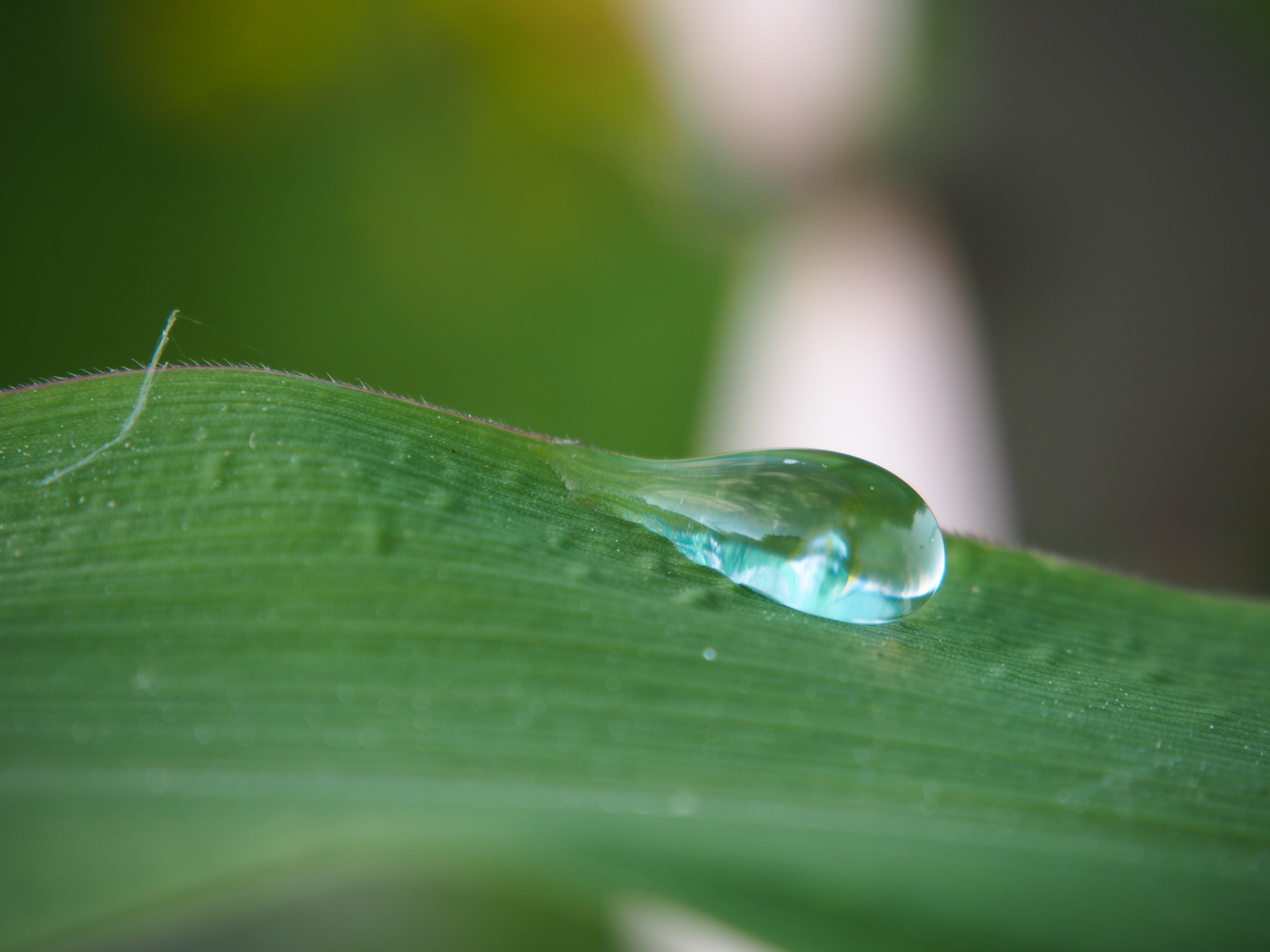 Drop Of Water Drip free image download