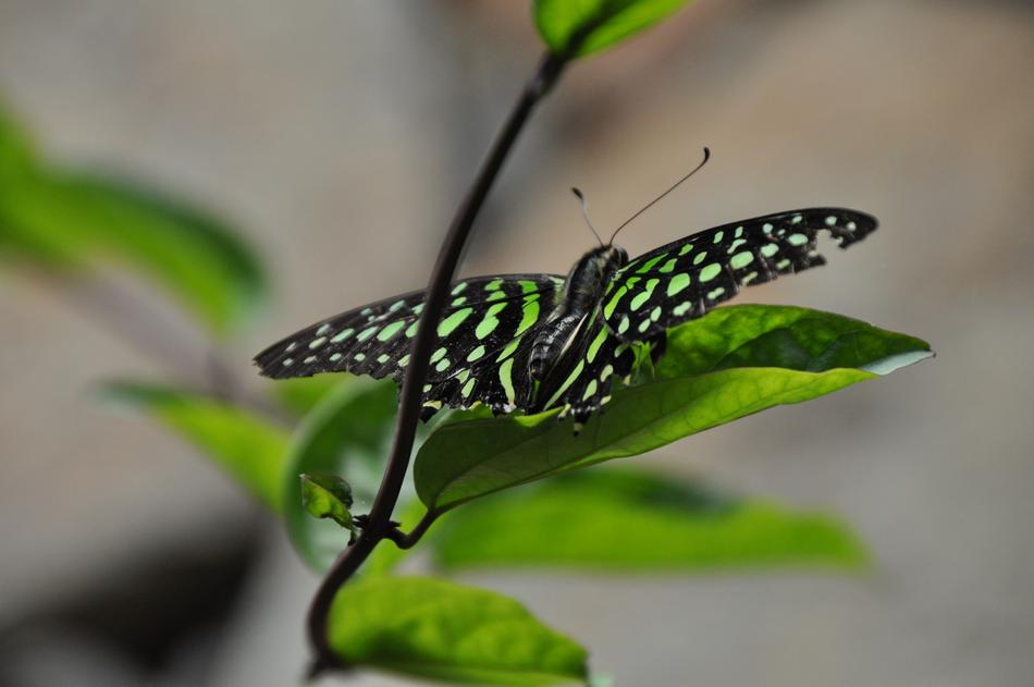 Butterfly Leaf free image download