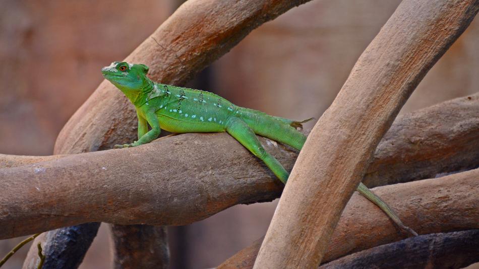 Lizard Reptile Cold Blooded free image download