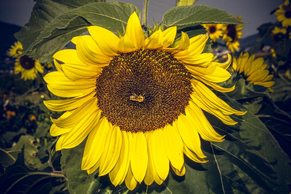Sunflower Blossom Bloom Close free image download