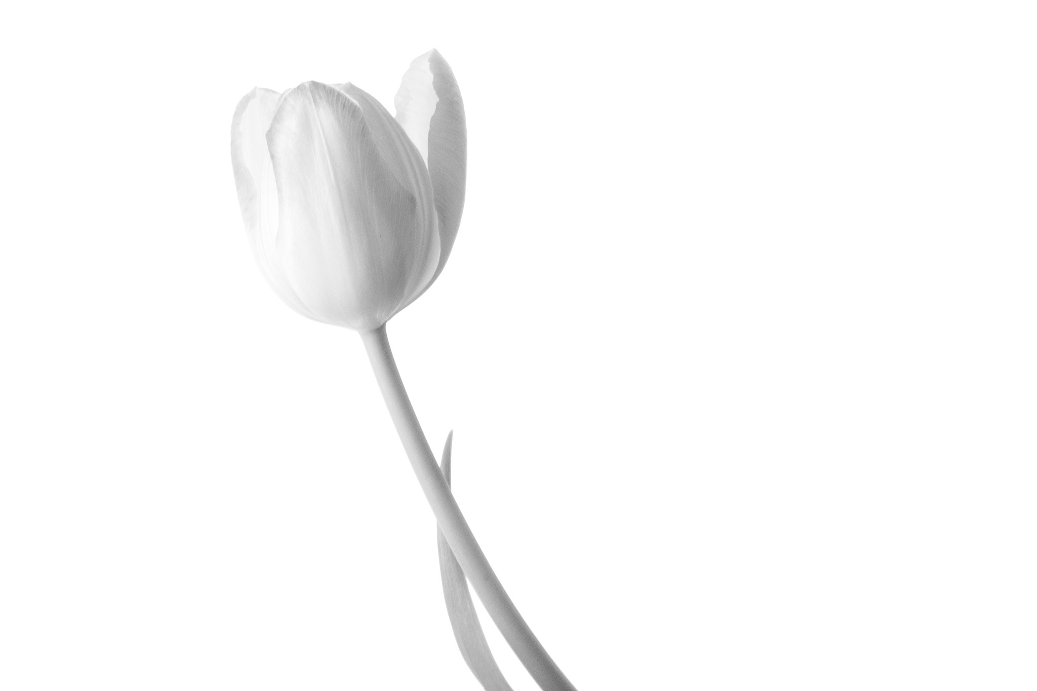 Tulip Flower Flowers Cut free image download