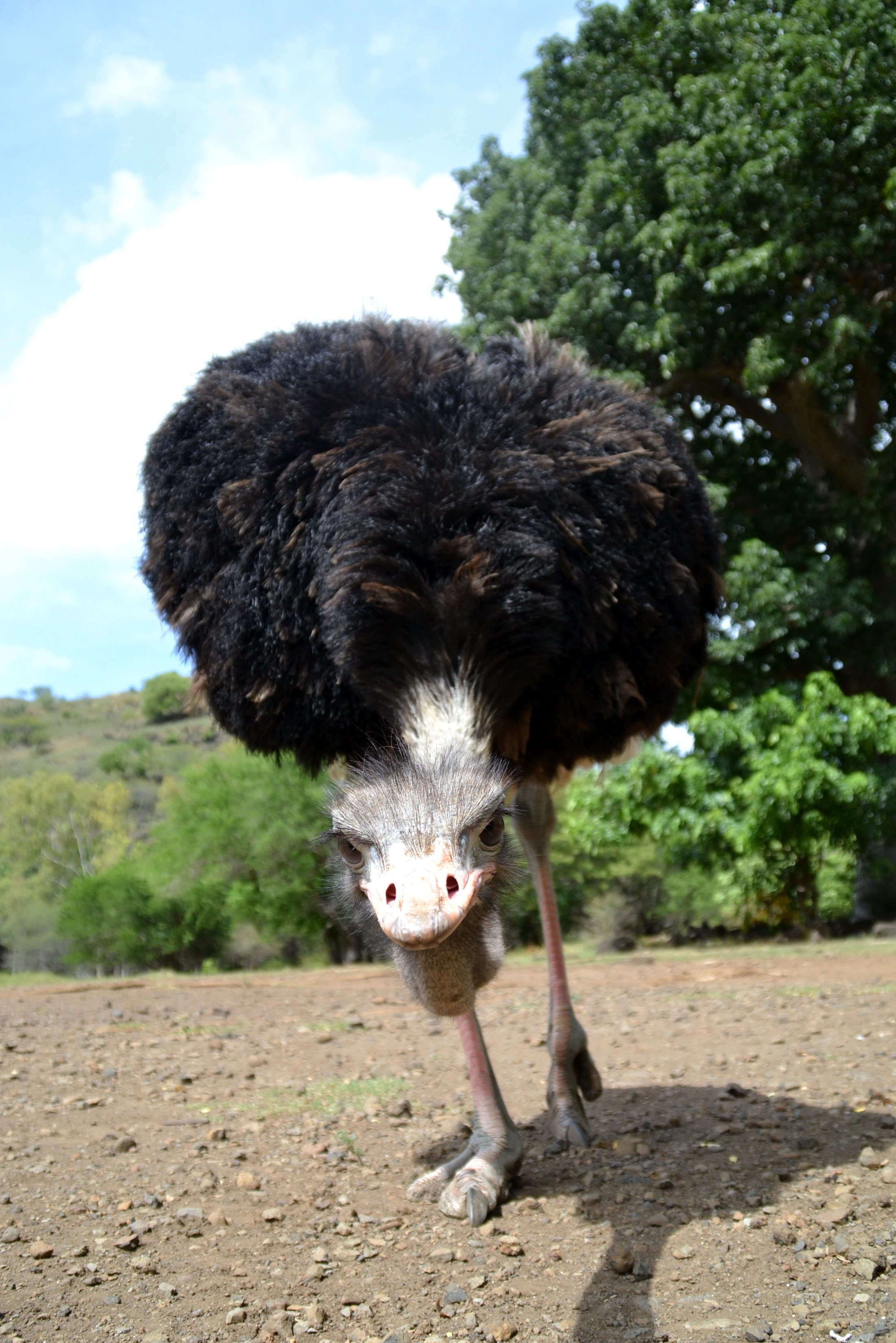 Ostrich Wild Animal free image download