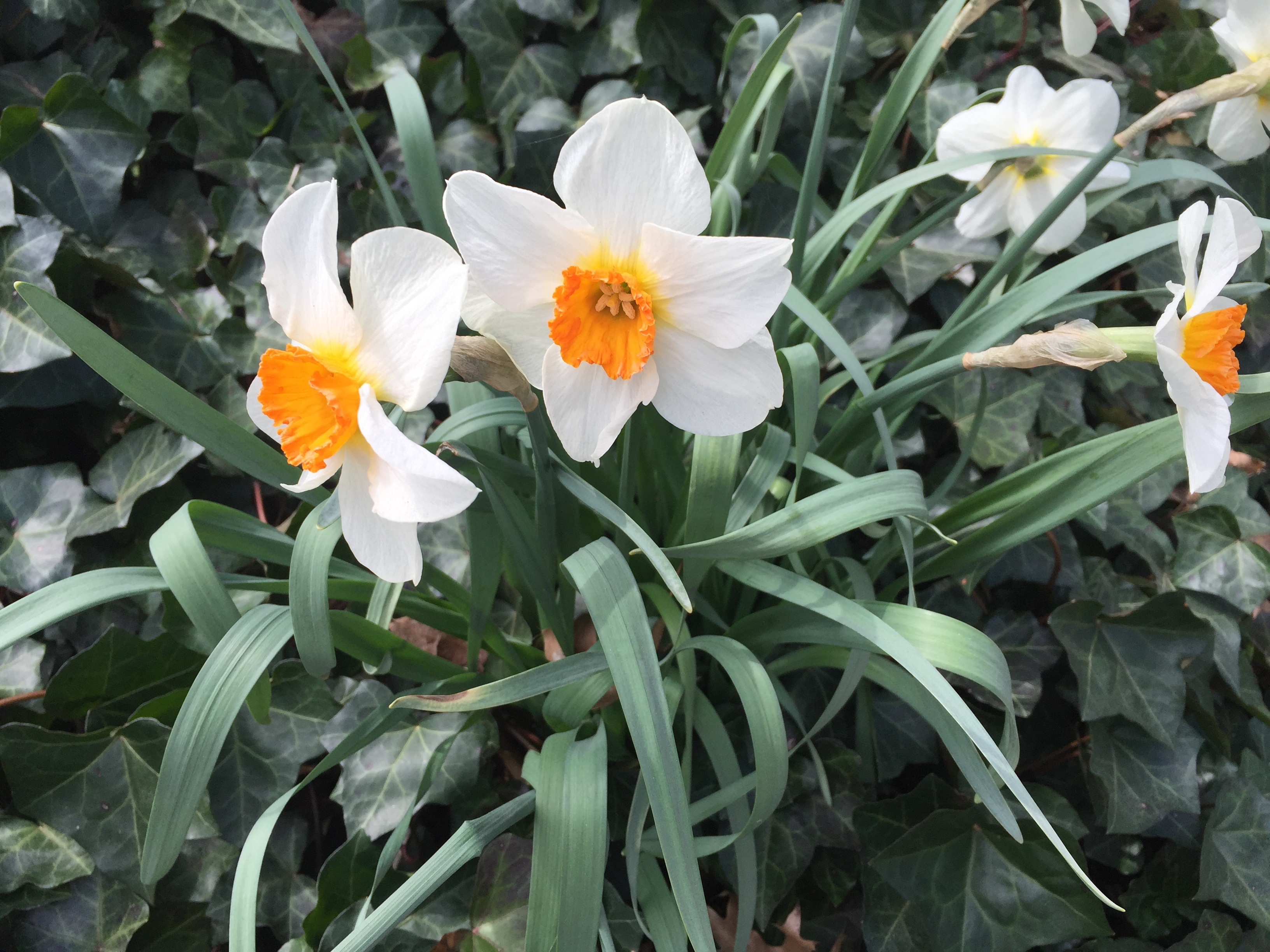 Daffodils Plants in the Garden free image download