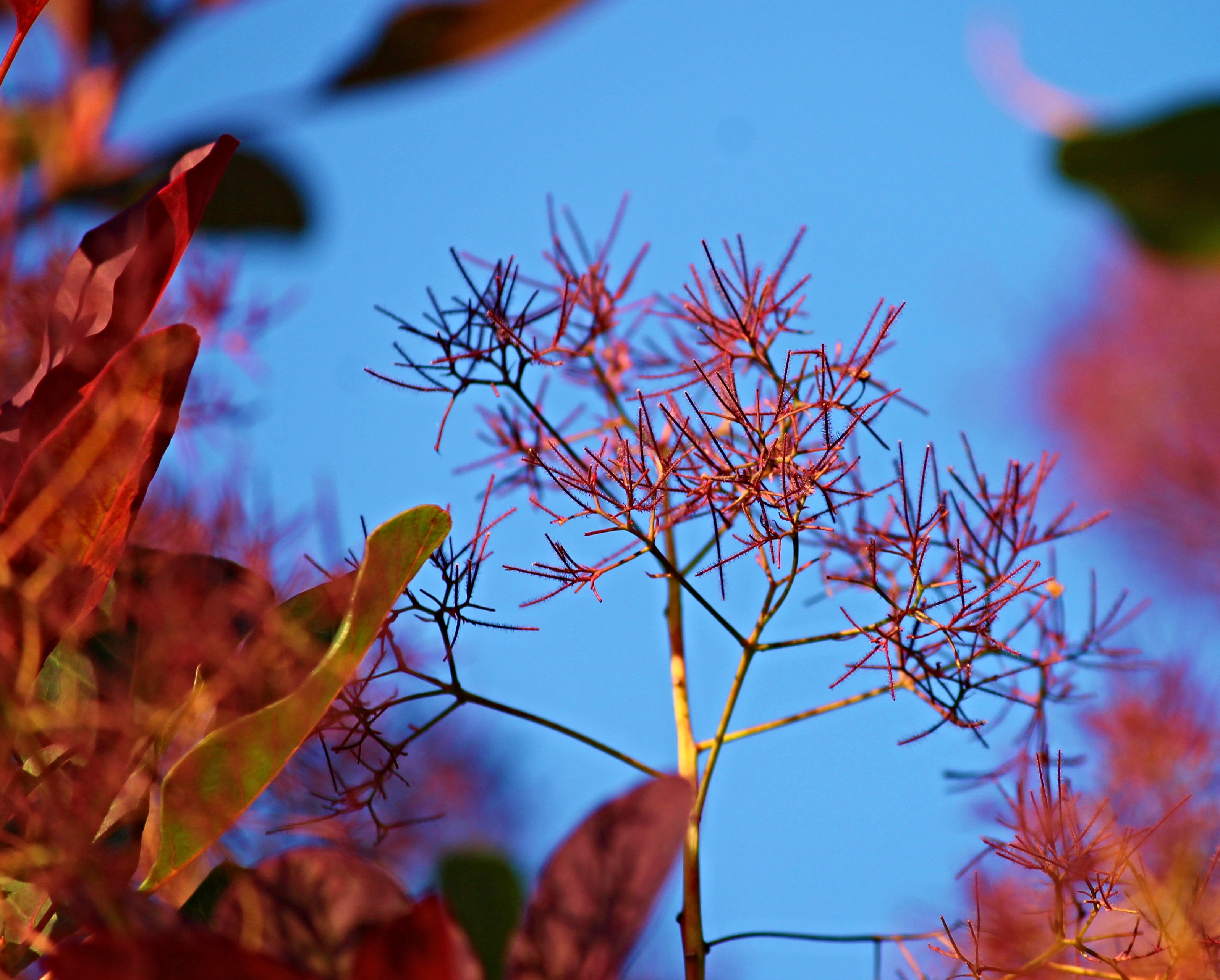 Wig Brush Red Ornamental Shrub free image download
