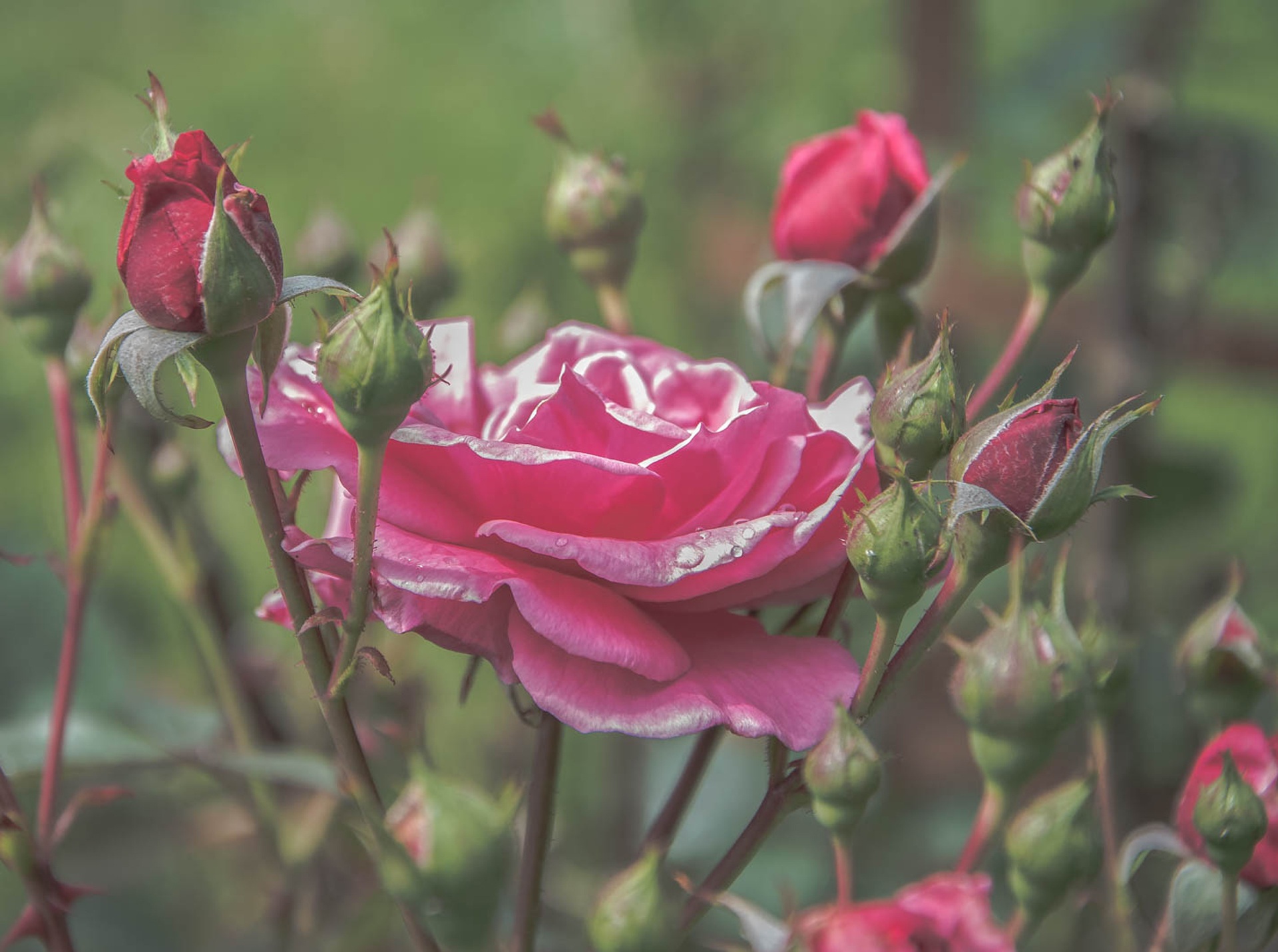 Rose Pink Flower free image download