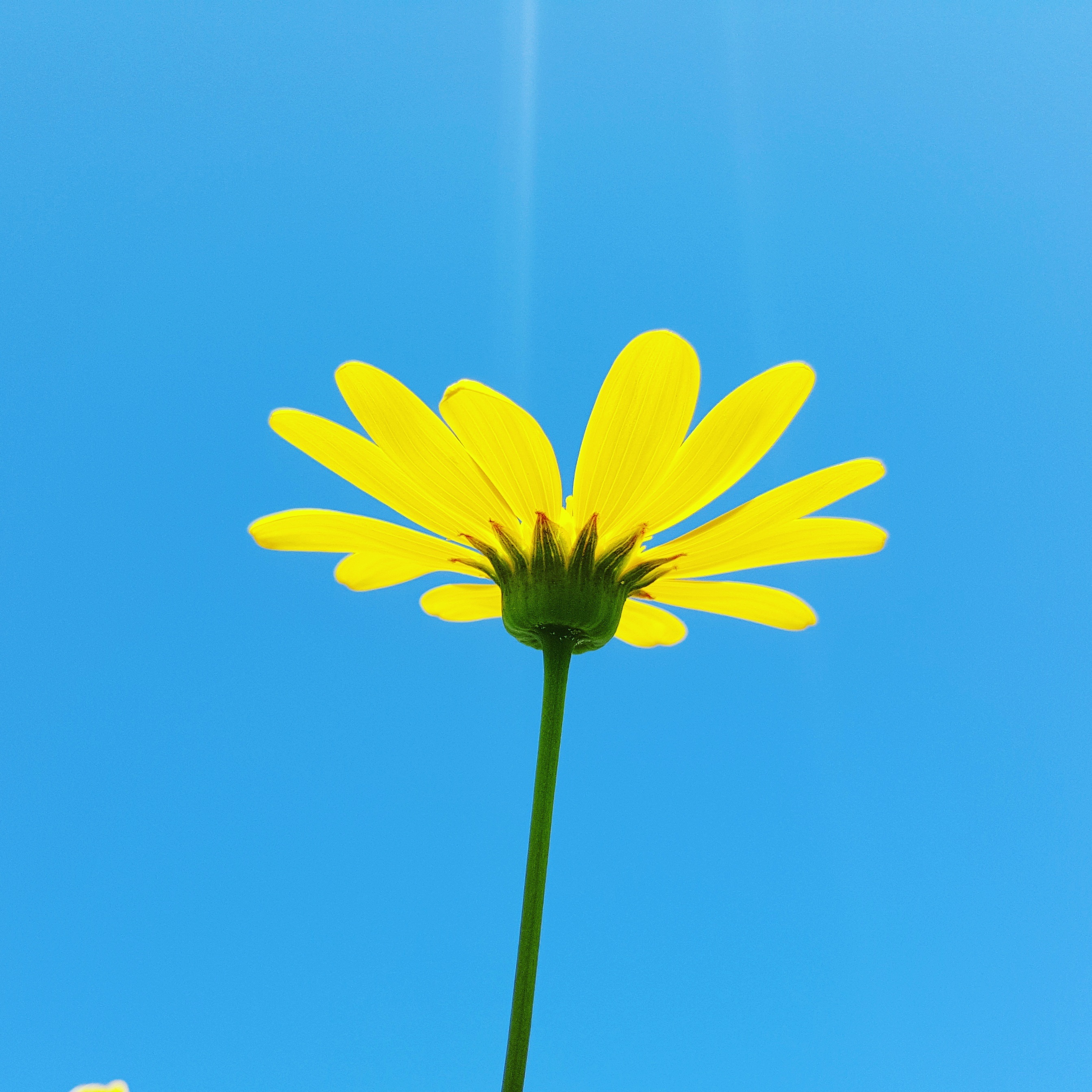 Yellow flower in a blue sky free image download