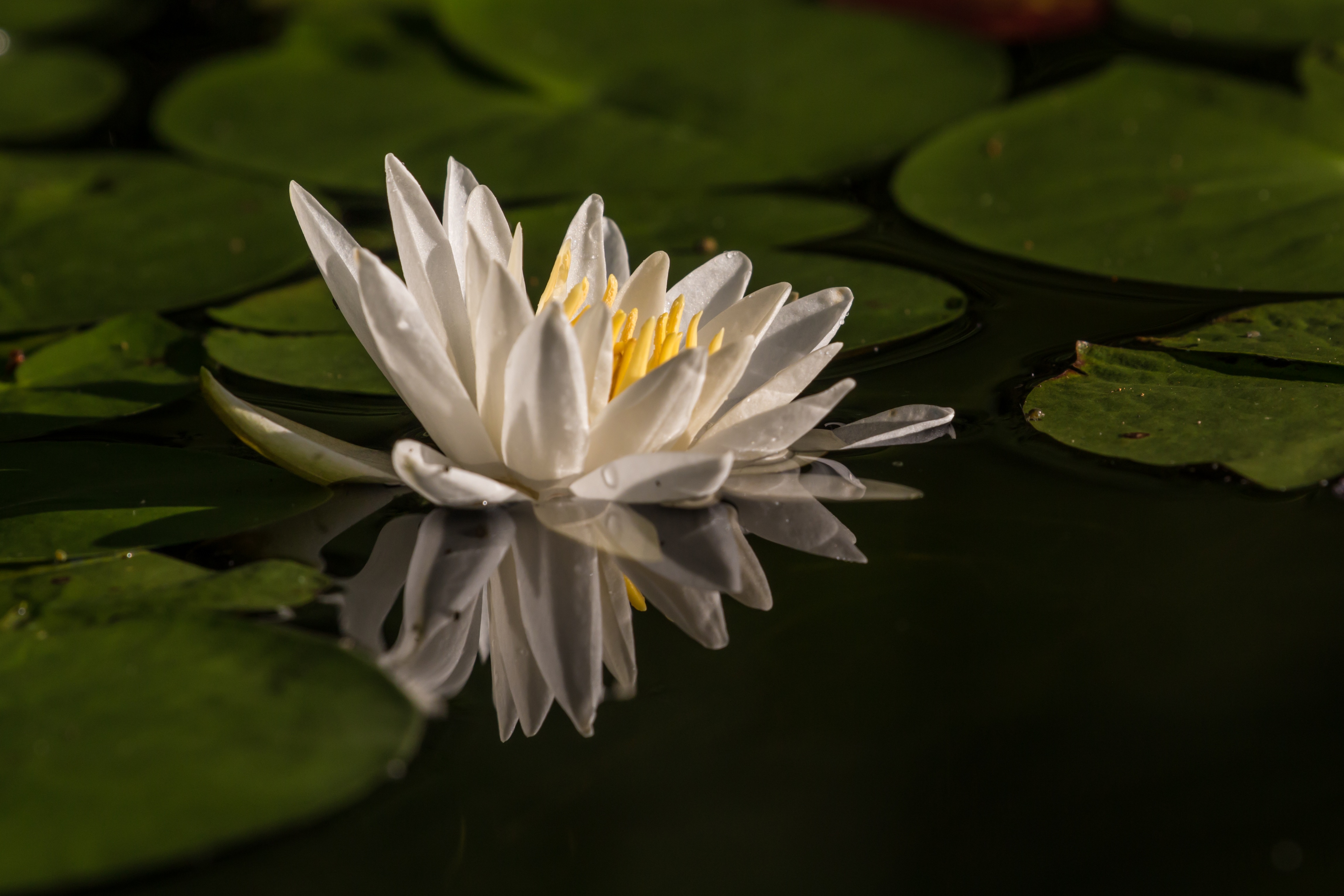 Water Flower Reflection free image download