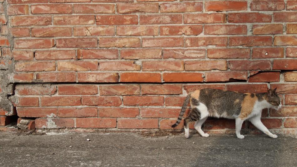 Cat Brick Walls free image download