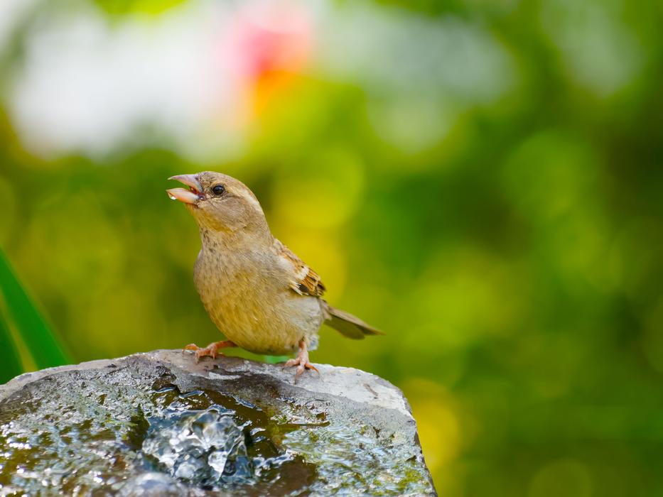 Sparrow Birds Animal House free image download