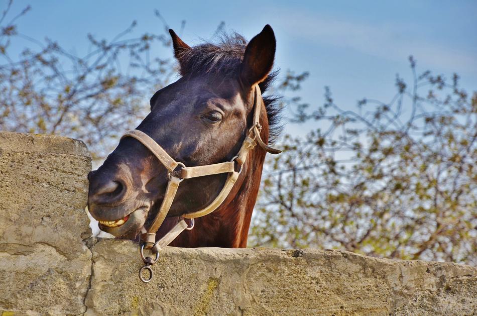 Horse Animal Farm free image download