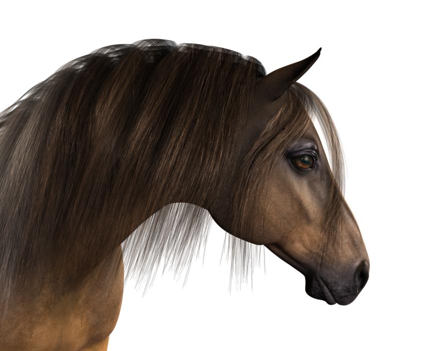 Horse head horse head animal mane free image download