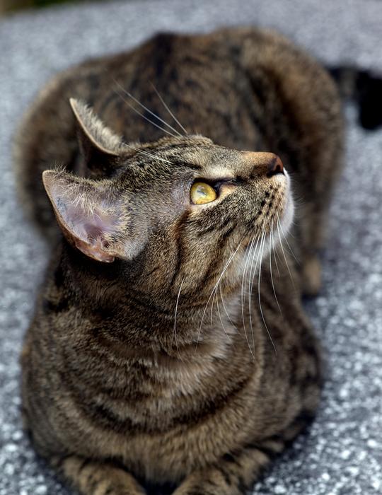 Animals Domestic Cats Pet free image download