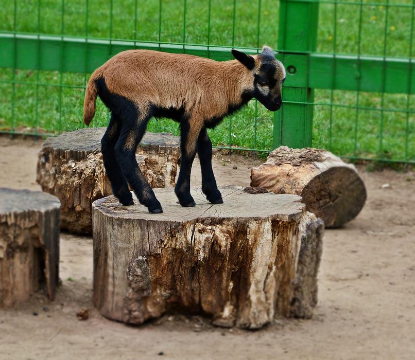 Goat Kid Animal free image download