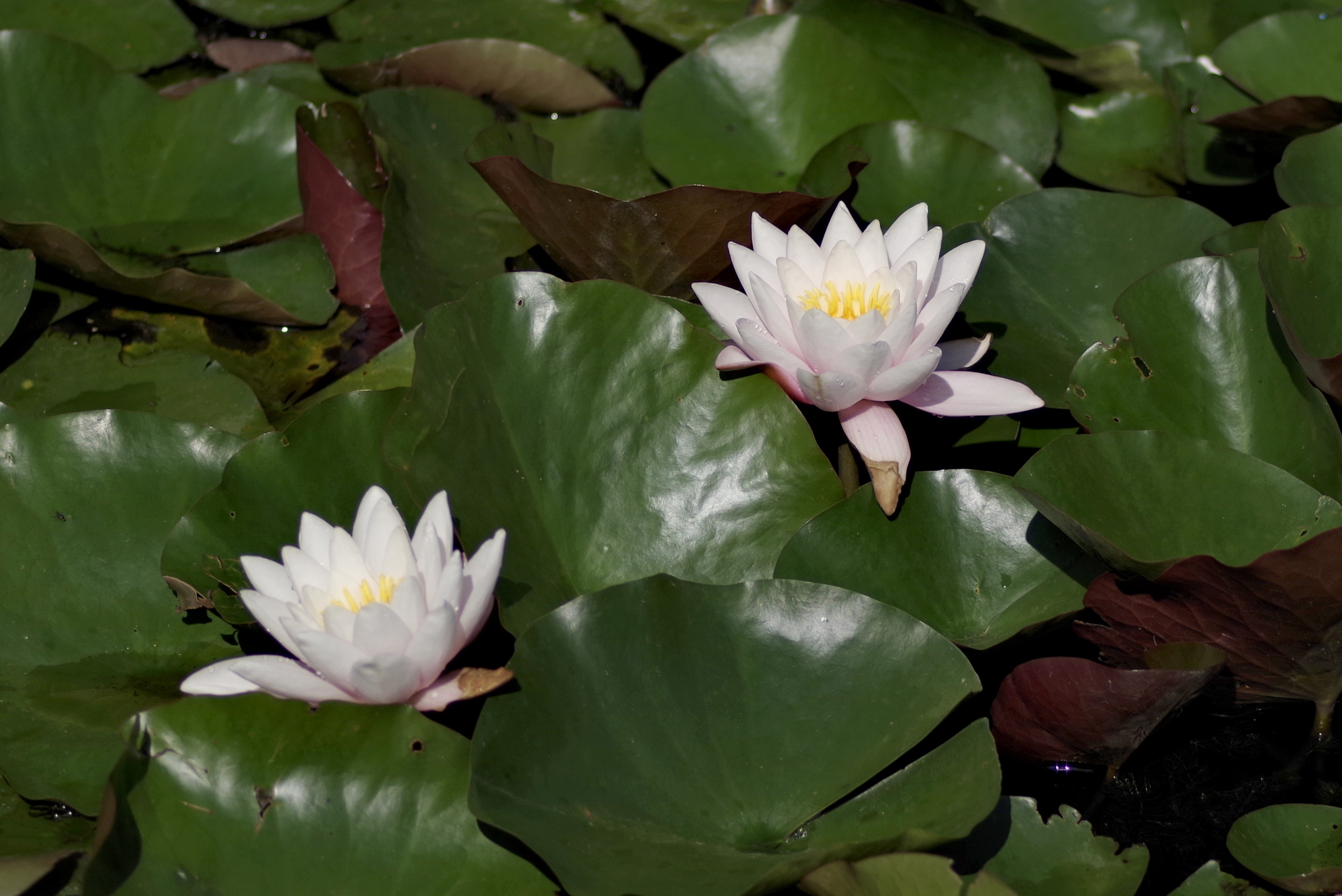 Water Lilies Flower Lily free image download