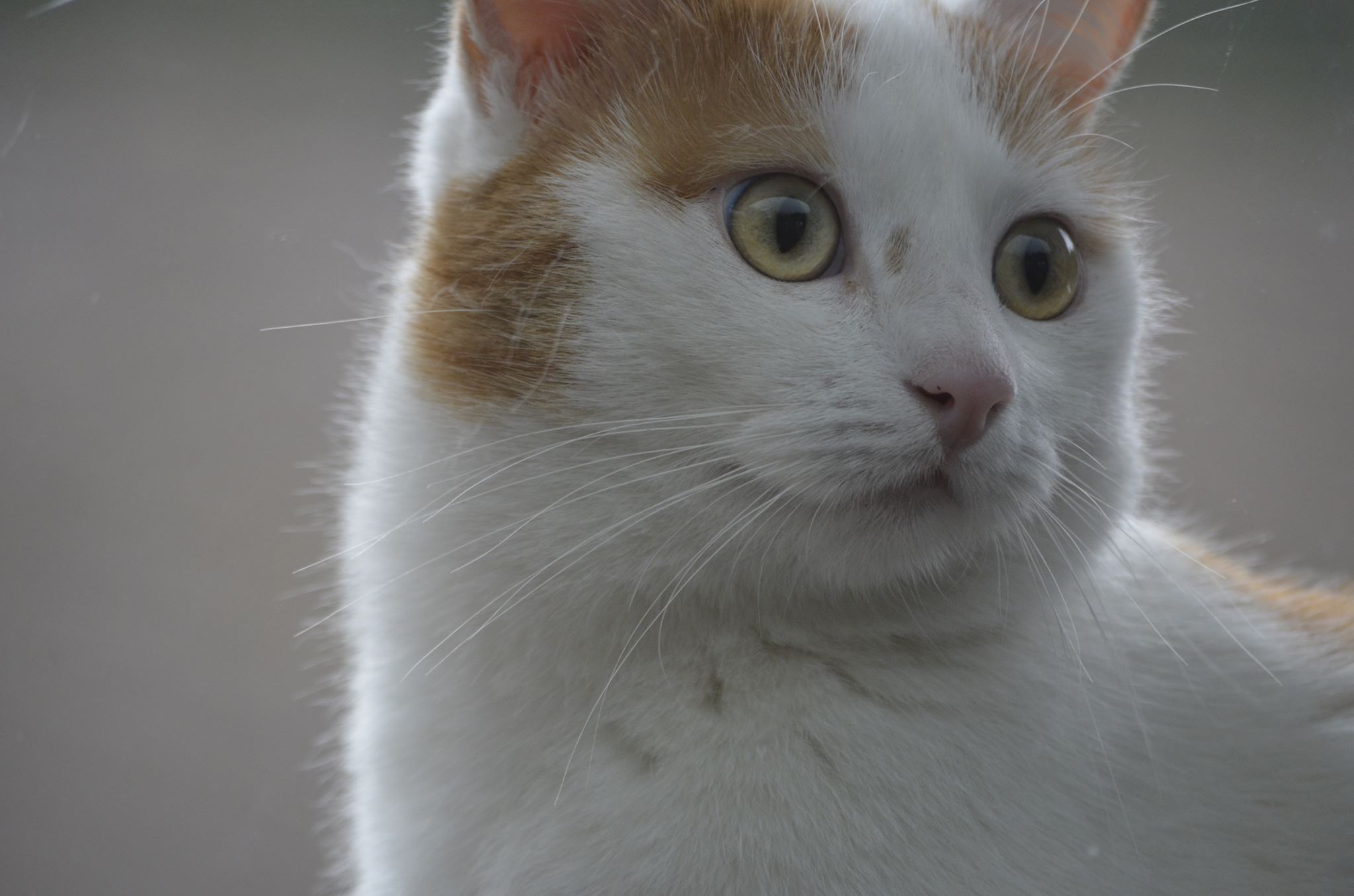 Kitten Lady Cat free image download