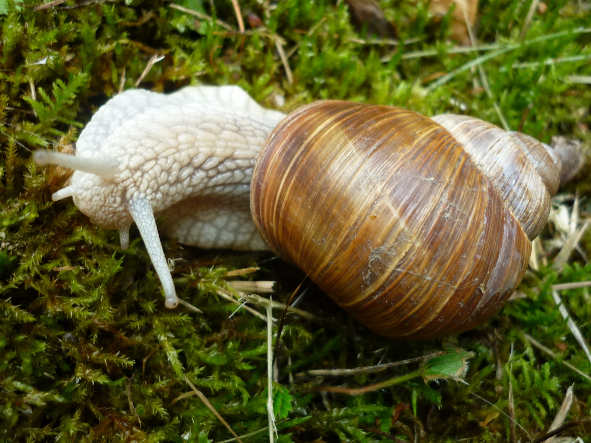 Animal Snail HousingAuger free image download