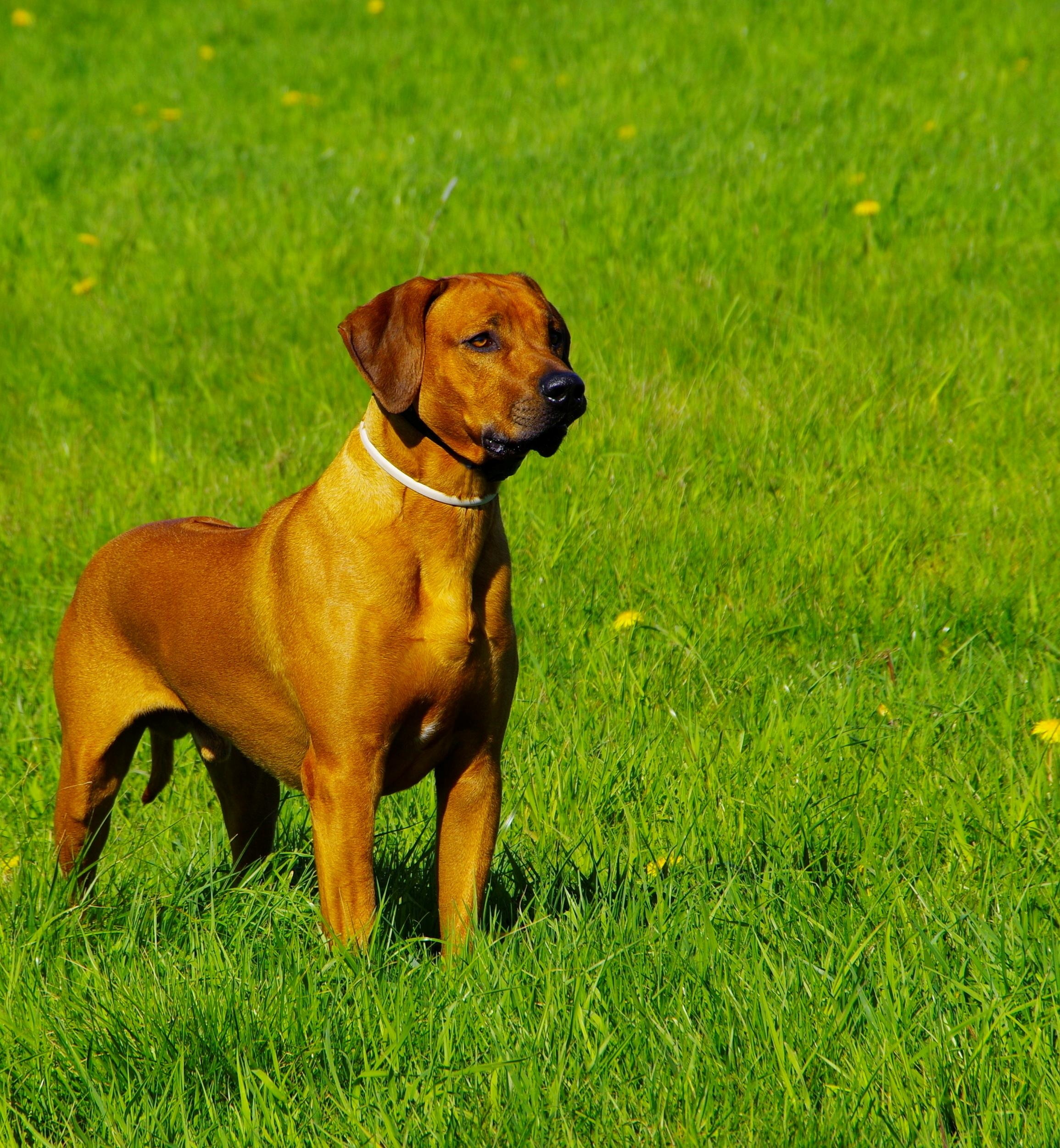 Domestic Dog Ridgeback free image download