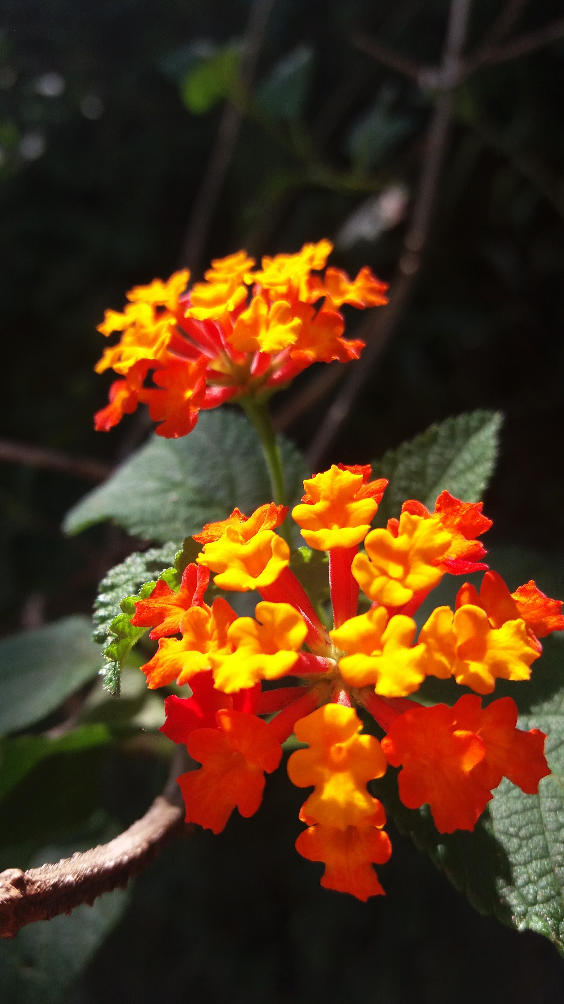 Red and yellow Flowers in Nature free image download