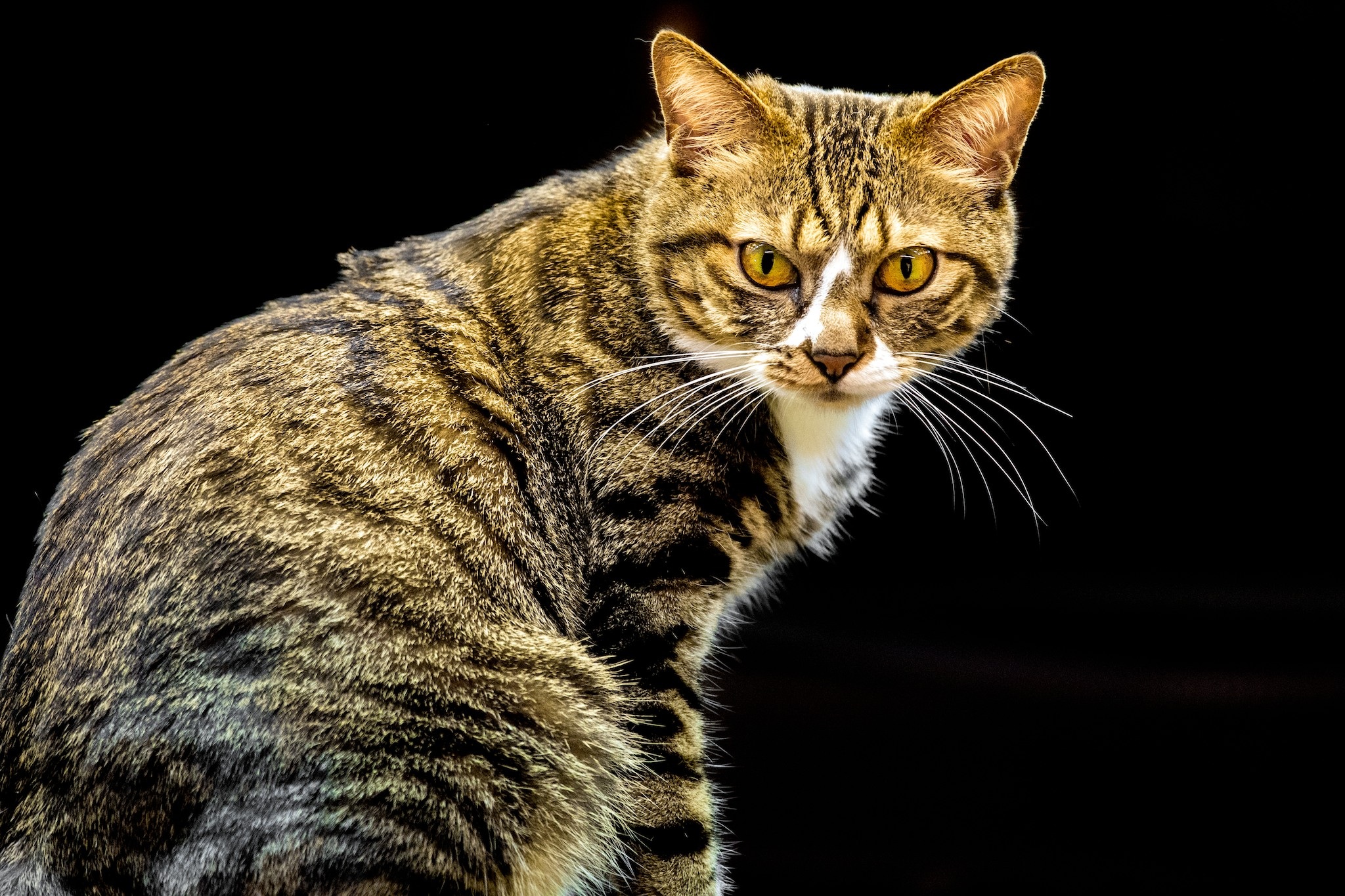 Cat Eyes Domestic free image download