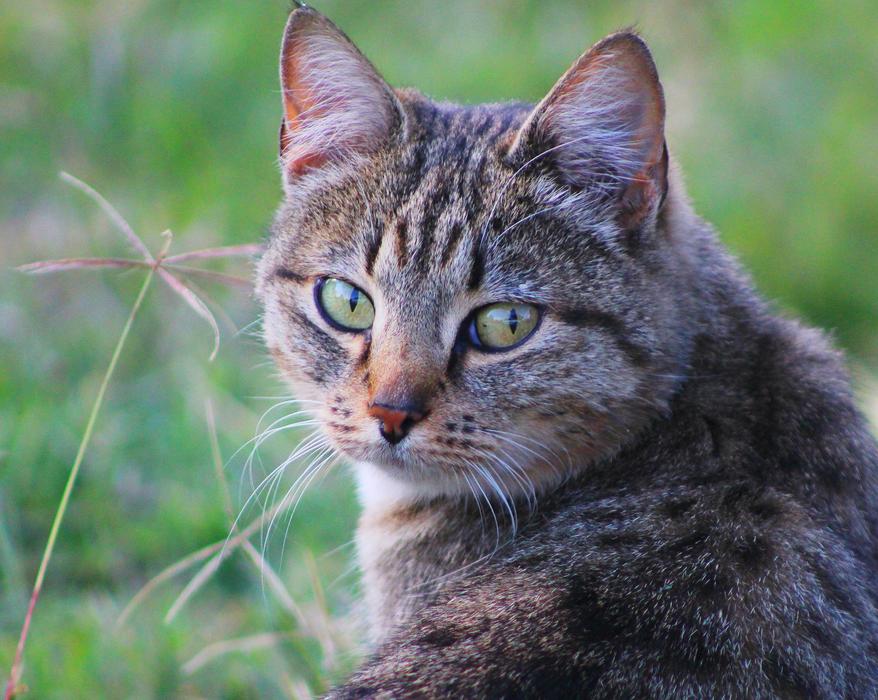 Striped wild cat free image download