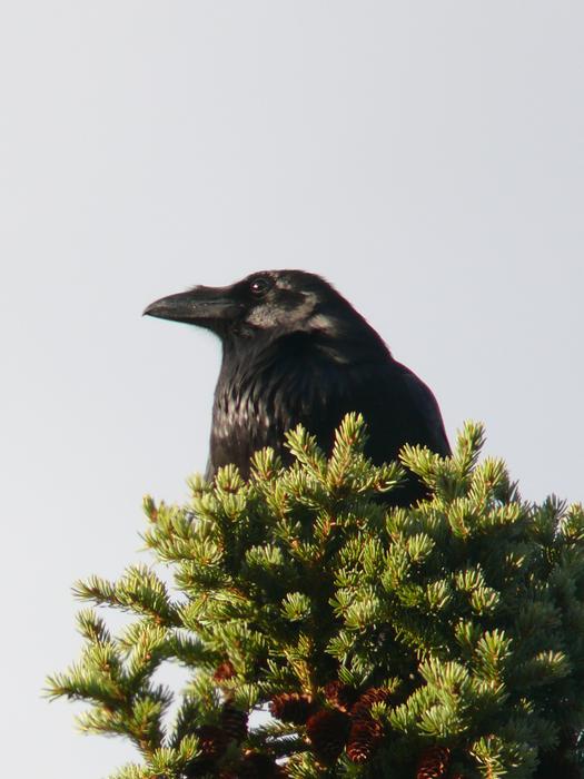 Raven Bird Crow free image download