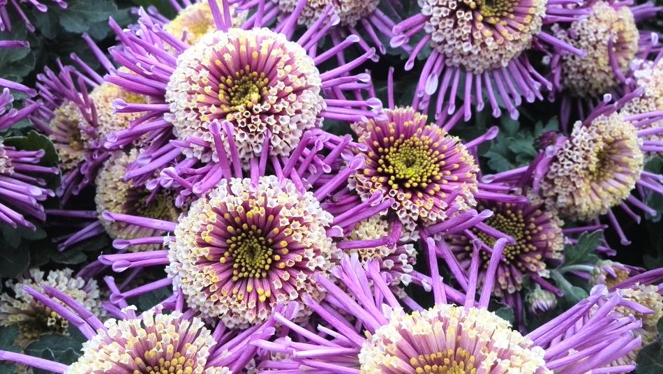 Purple exotic flowers free image download