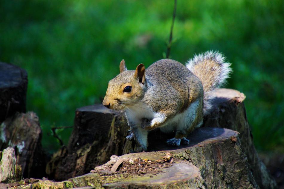 Squirrel Animal Nature free image download