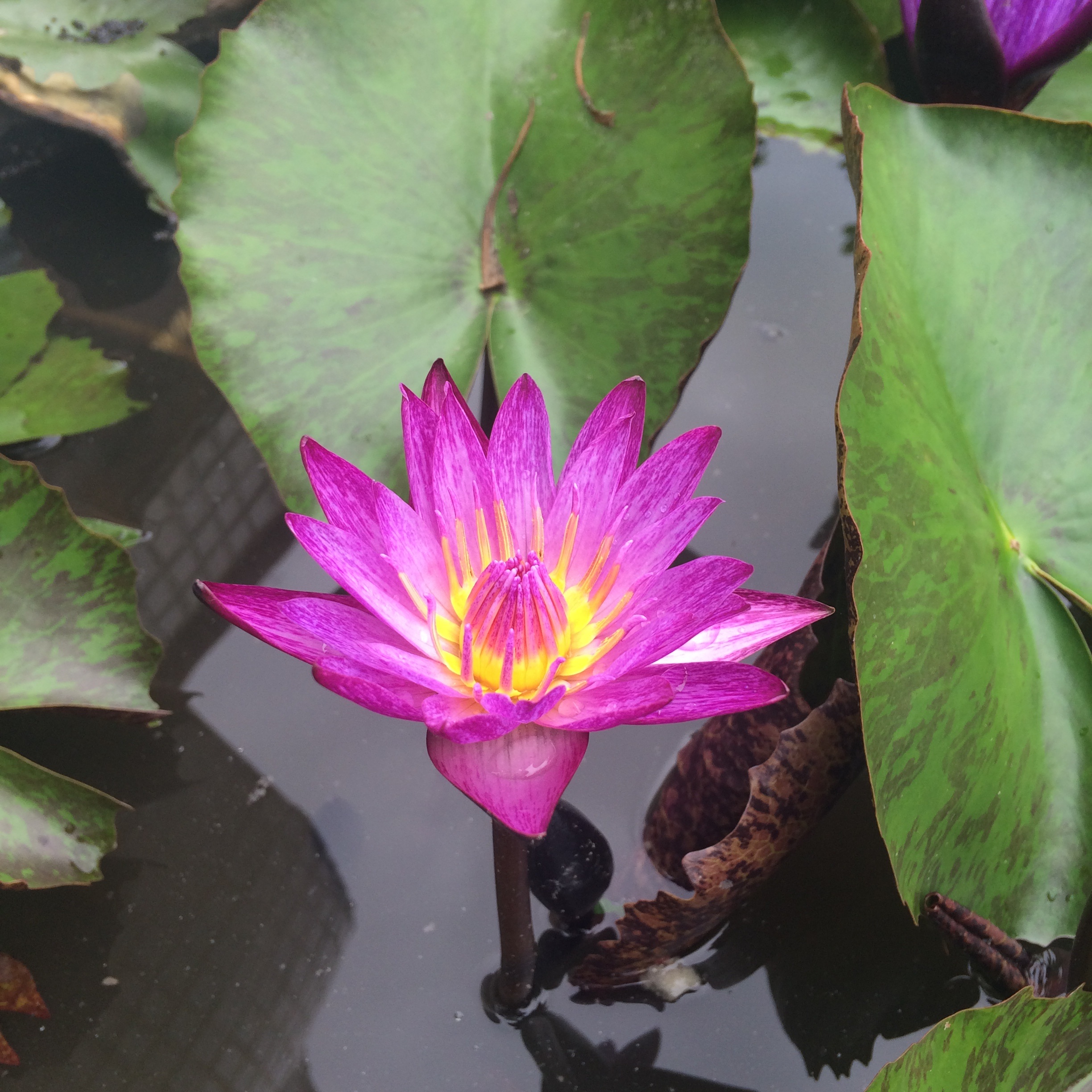 Flowers Lotus Peace free image download