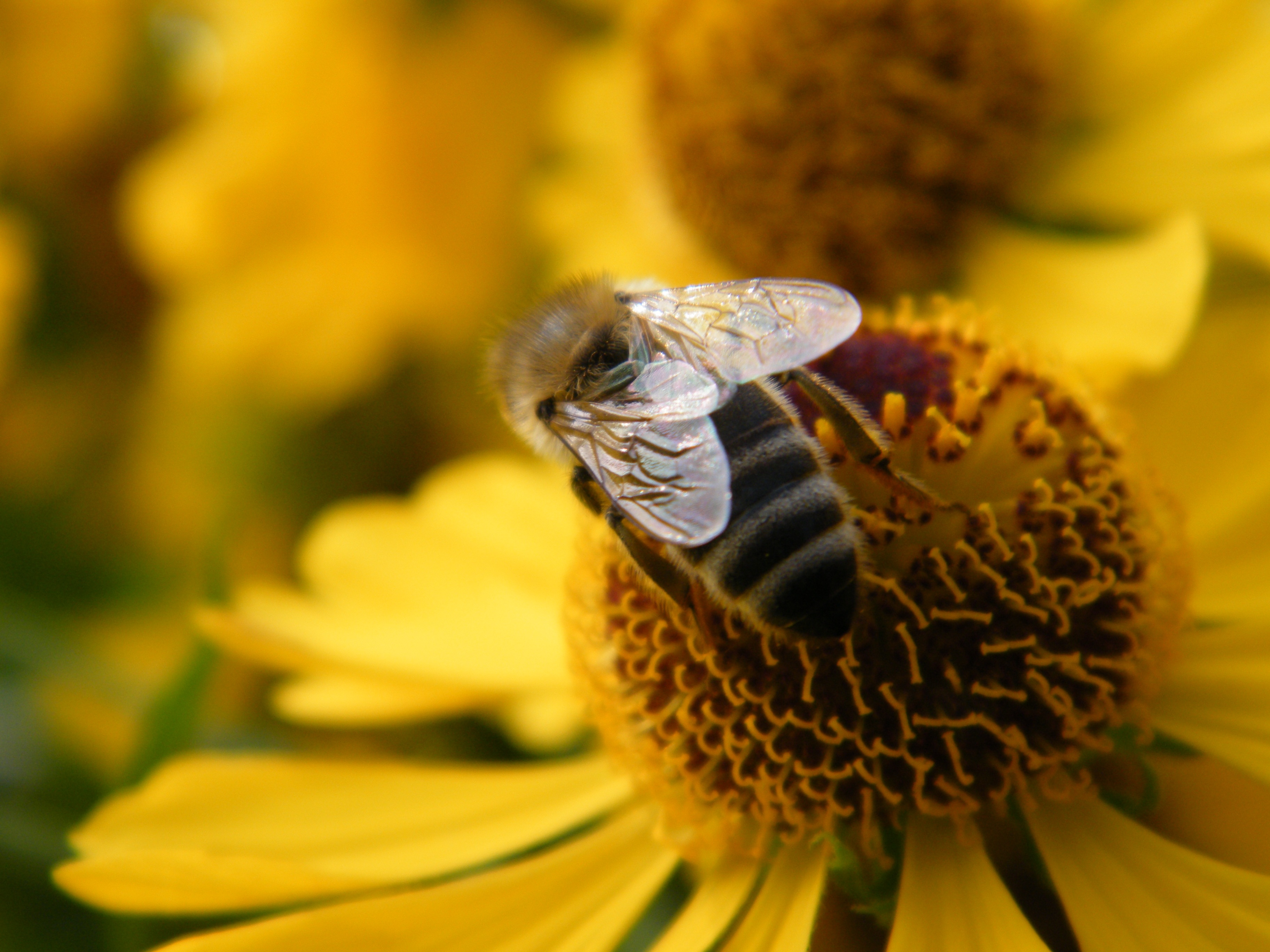 Bee Blossom Bloom free image download