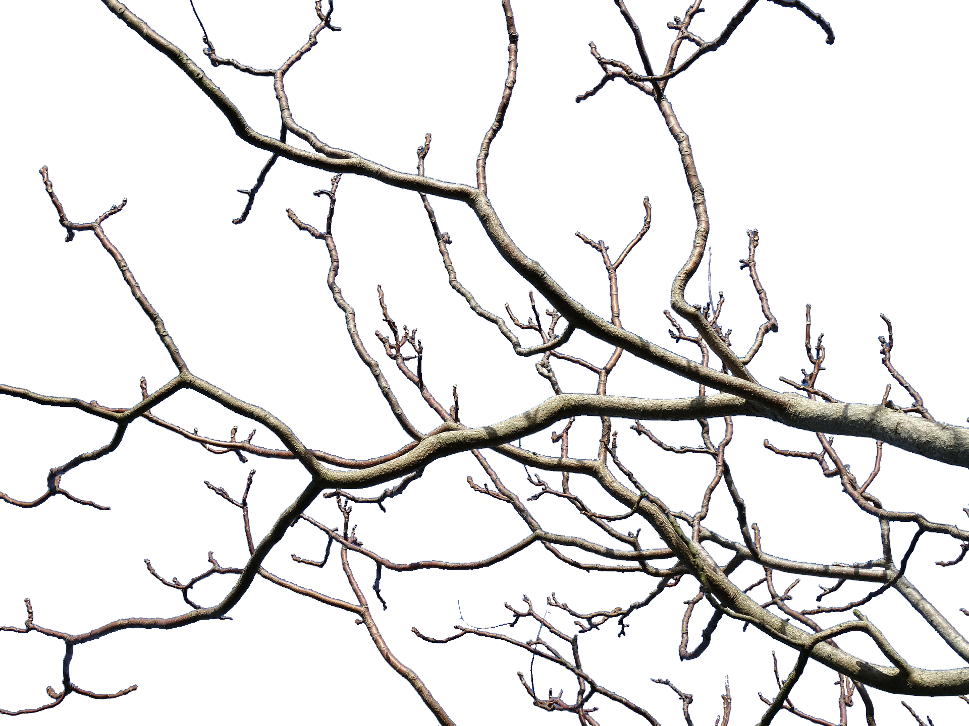 Branches tree nature trees wood free image download