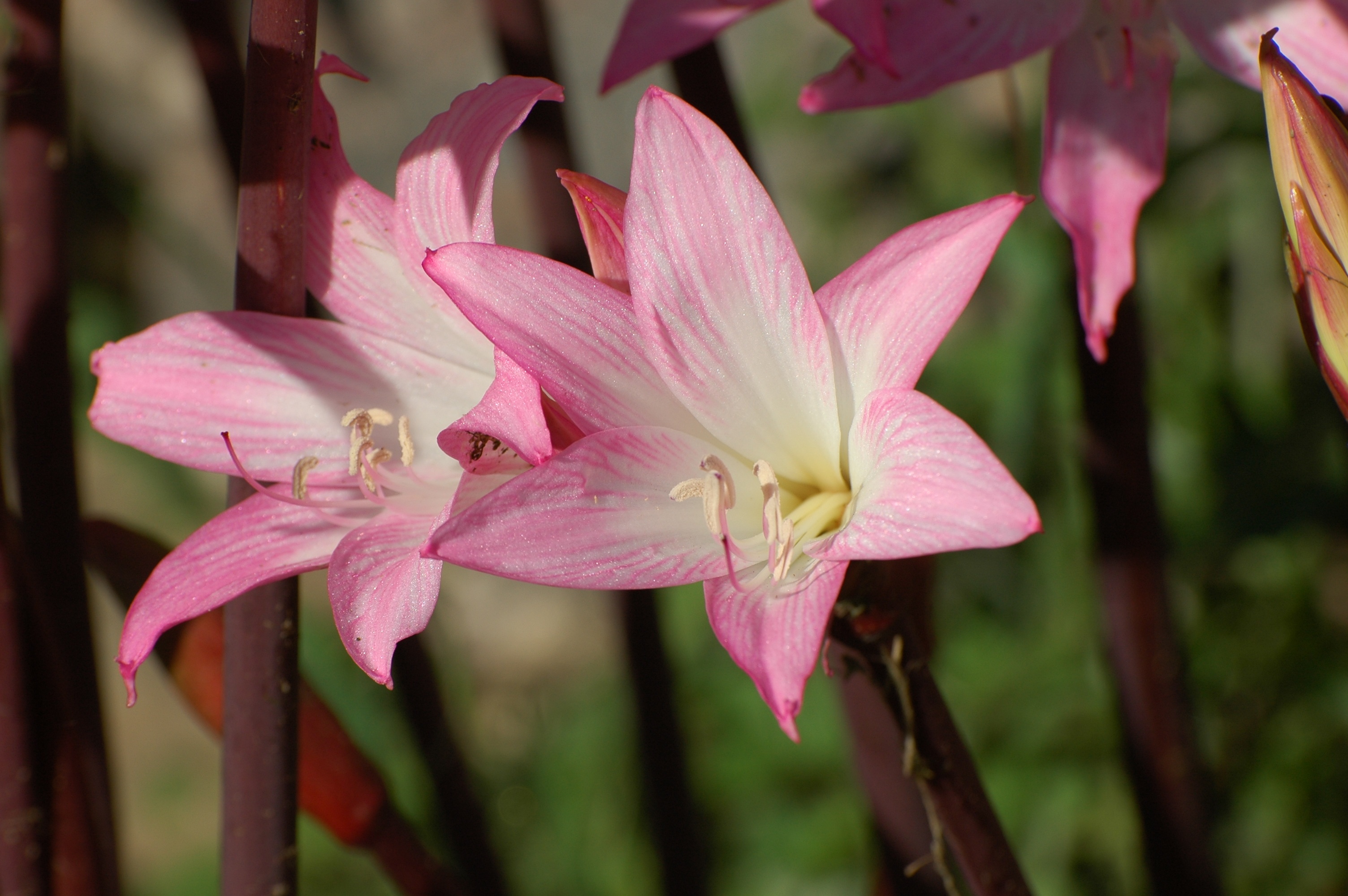 Lilies Flowers Pink free image download