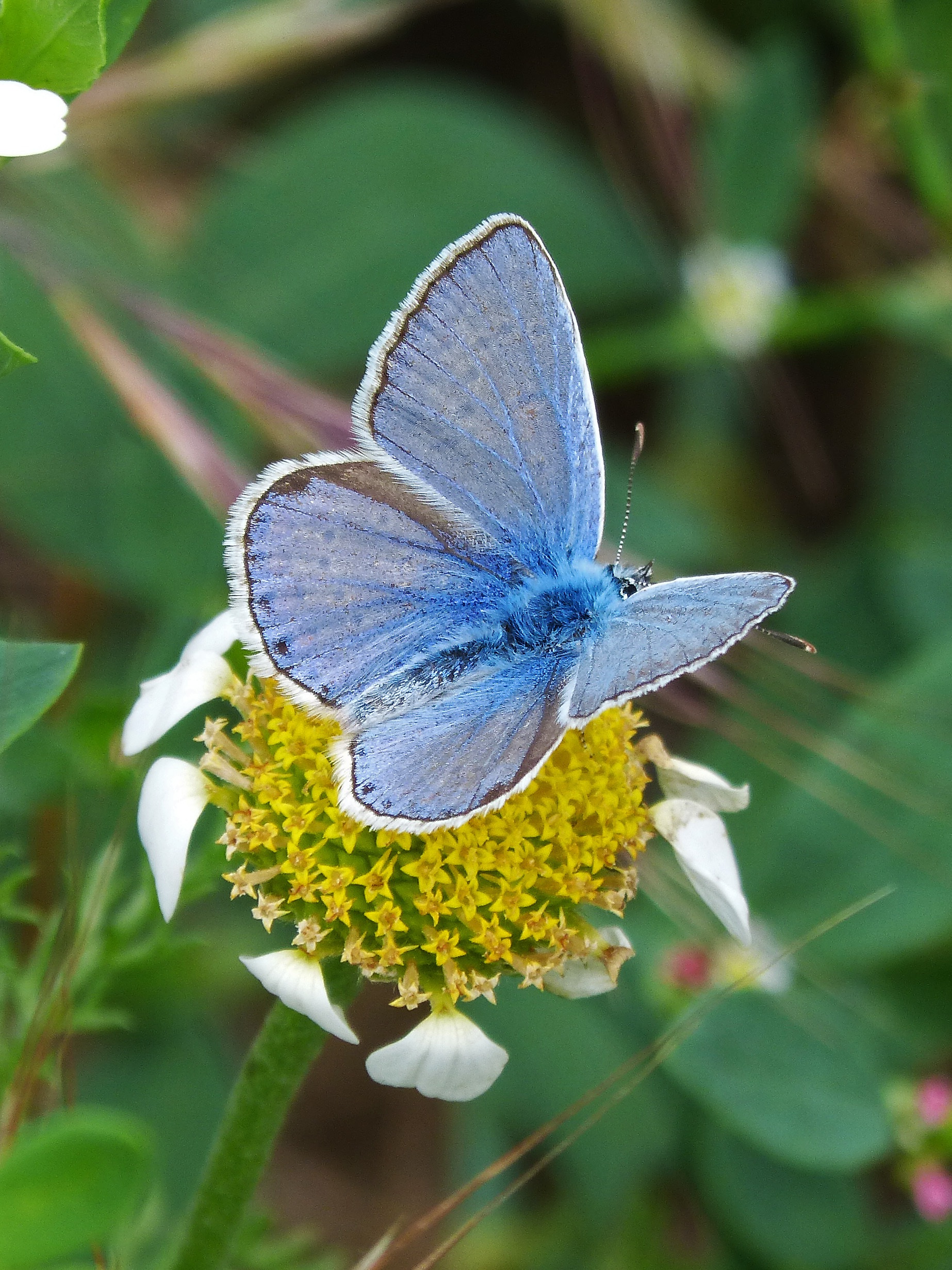 Blue Butterfly Pollen Flower free image download