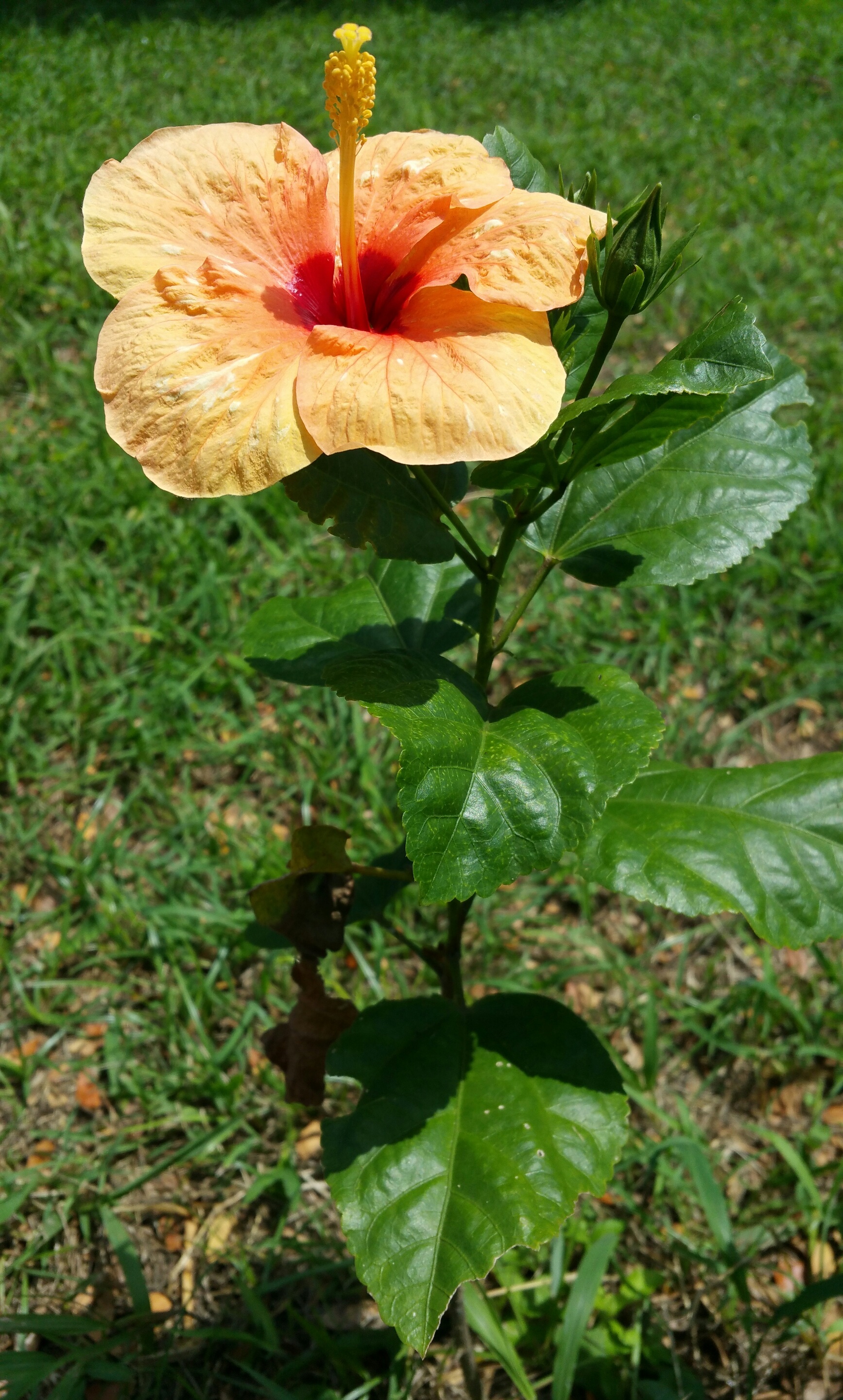 Flower Hibiscus Plant free image download