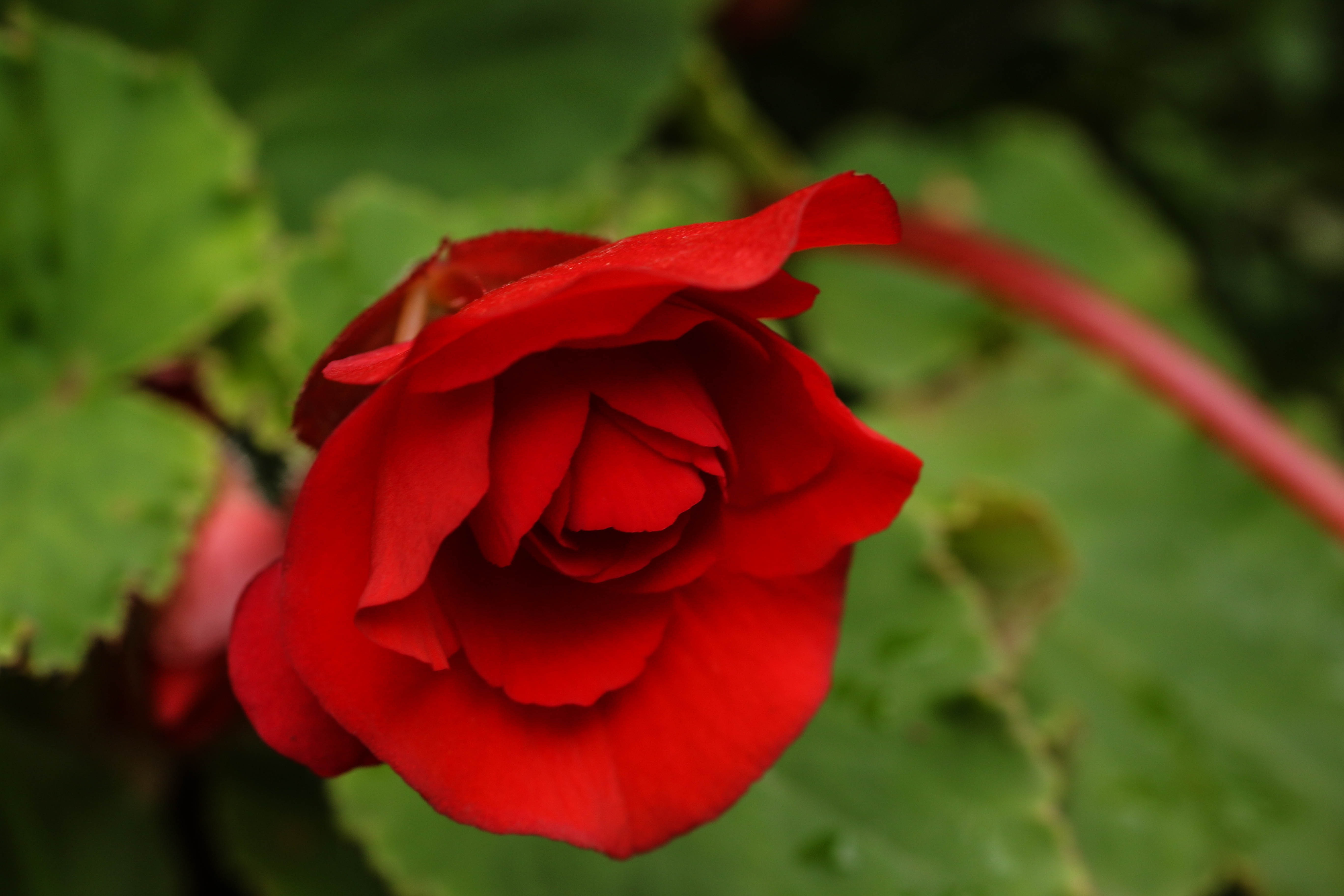 Rose Flower Garden free image download