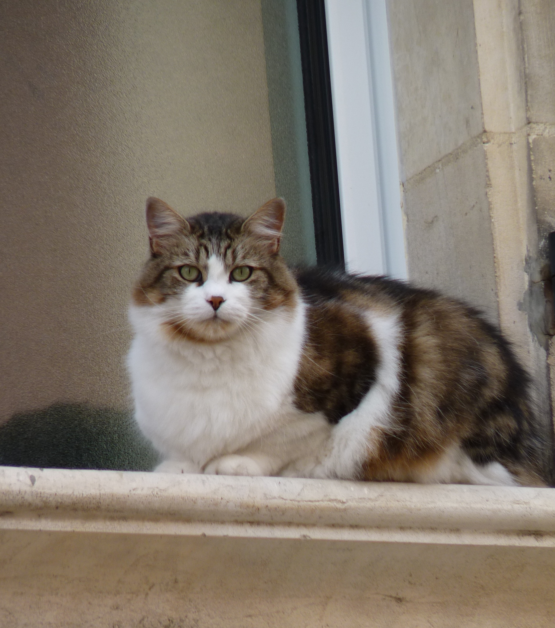 Cat Coat Animals Domestic free image download