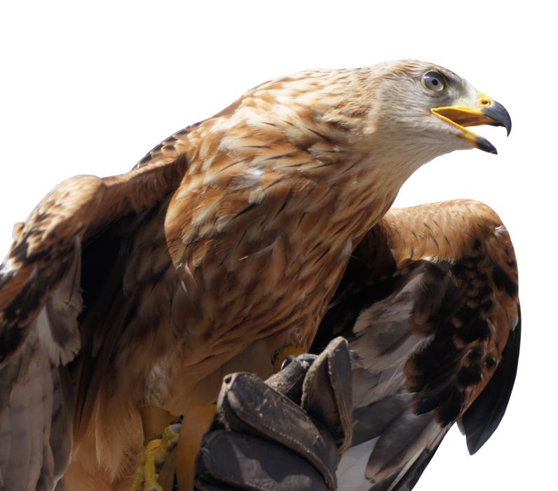 Golden Eagle Animal free image download