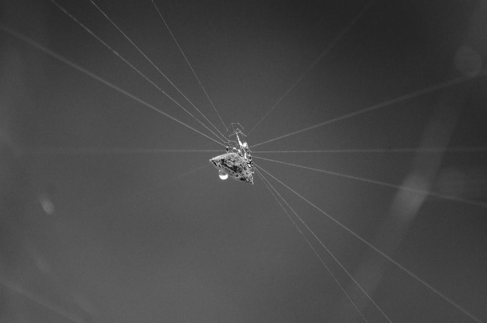 Black and white, spider on the web free image download