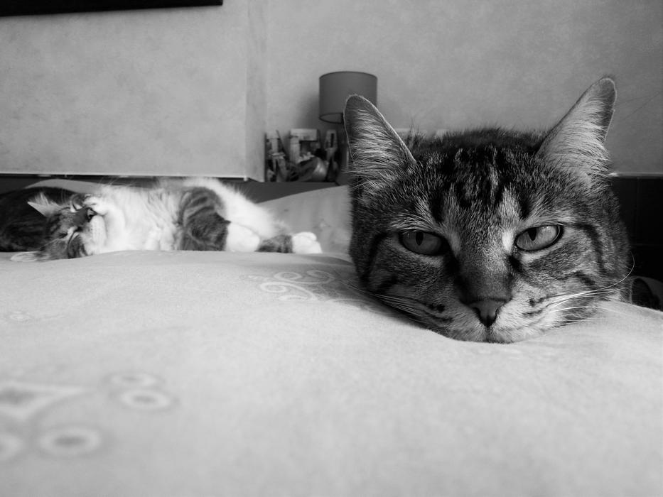 Cat Eyes Animals Pets free image download