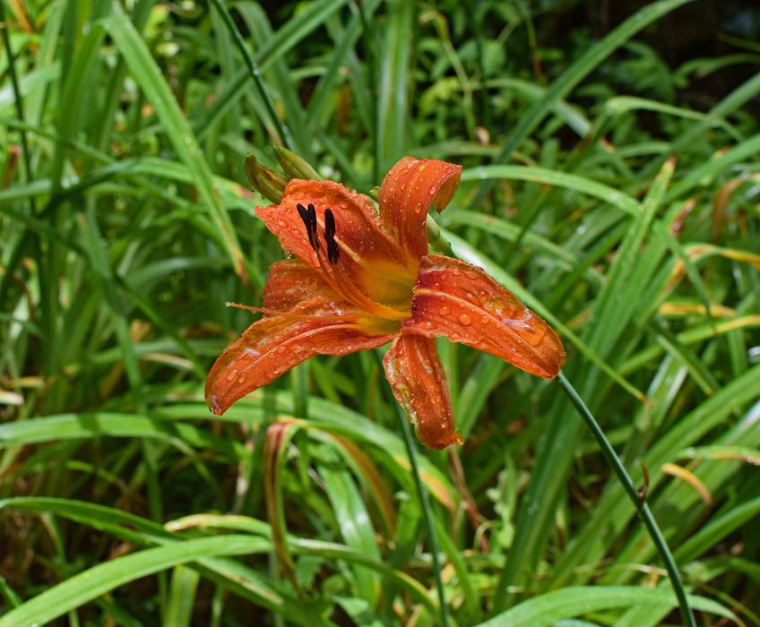 RainWet Daylily Rain Flower free image download