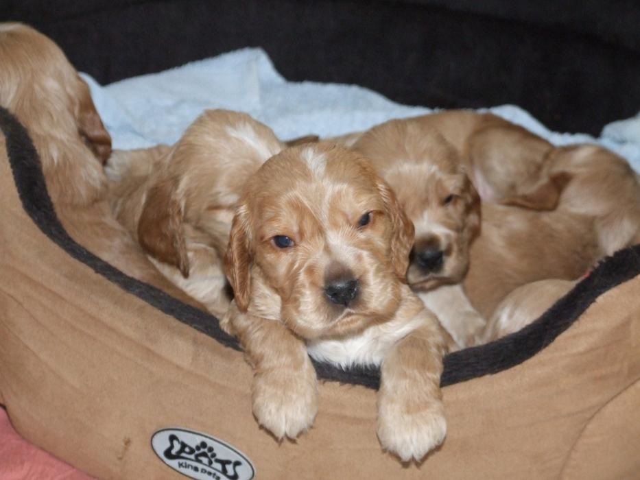 Puppies Black Brown free image download